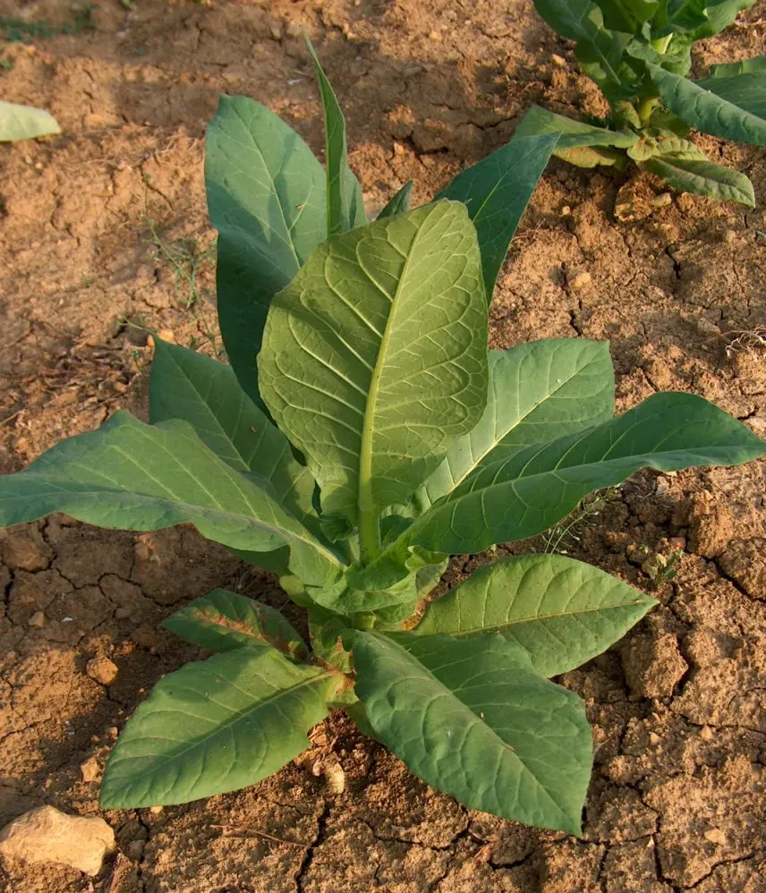 Smoking Tobacco (Nicotiana Tabacum) — adding ornamental value to the garden.<br><br>Given its origins in the Americas