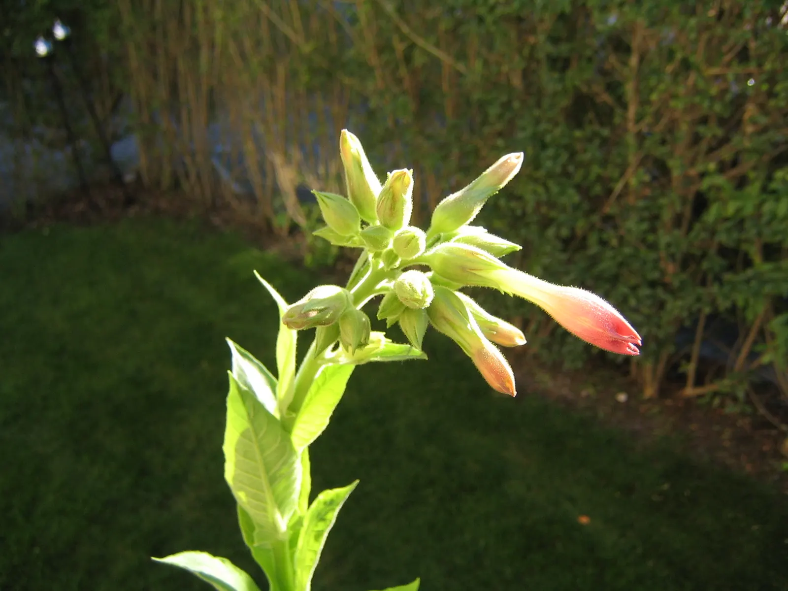 Smoking Tobacco (Nicotiana Tabacum) — and care should be taken if children or pets are present in the garden area