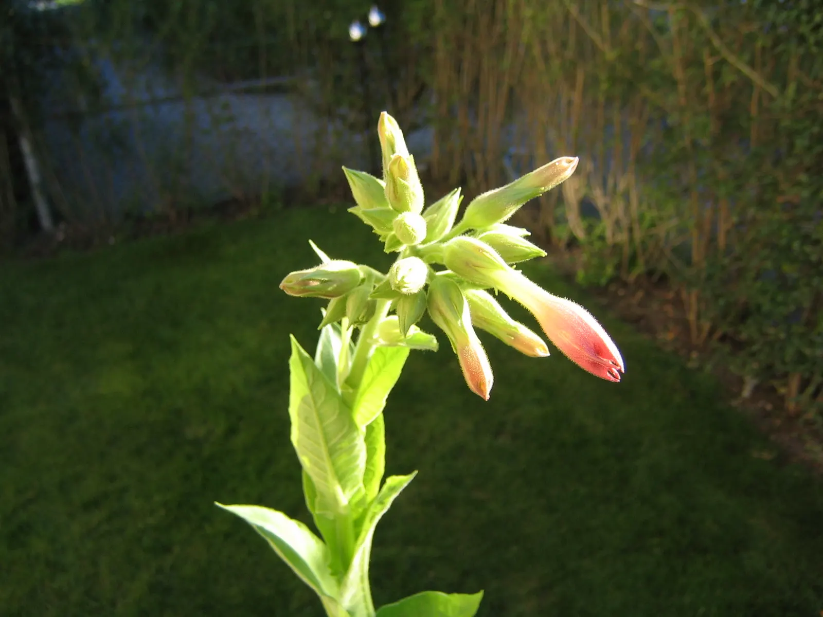 Smoking Tobacco (Nicotiana Tabacum) — Utilize as a feature plant for its cultural significance and striking foliage in zones 8-11; when designing a landscape
