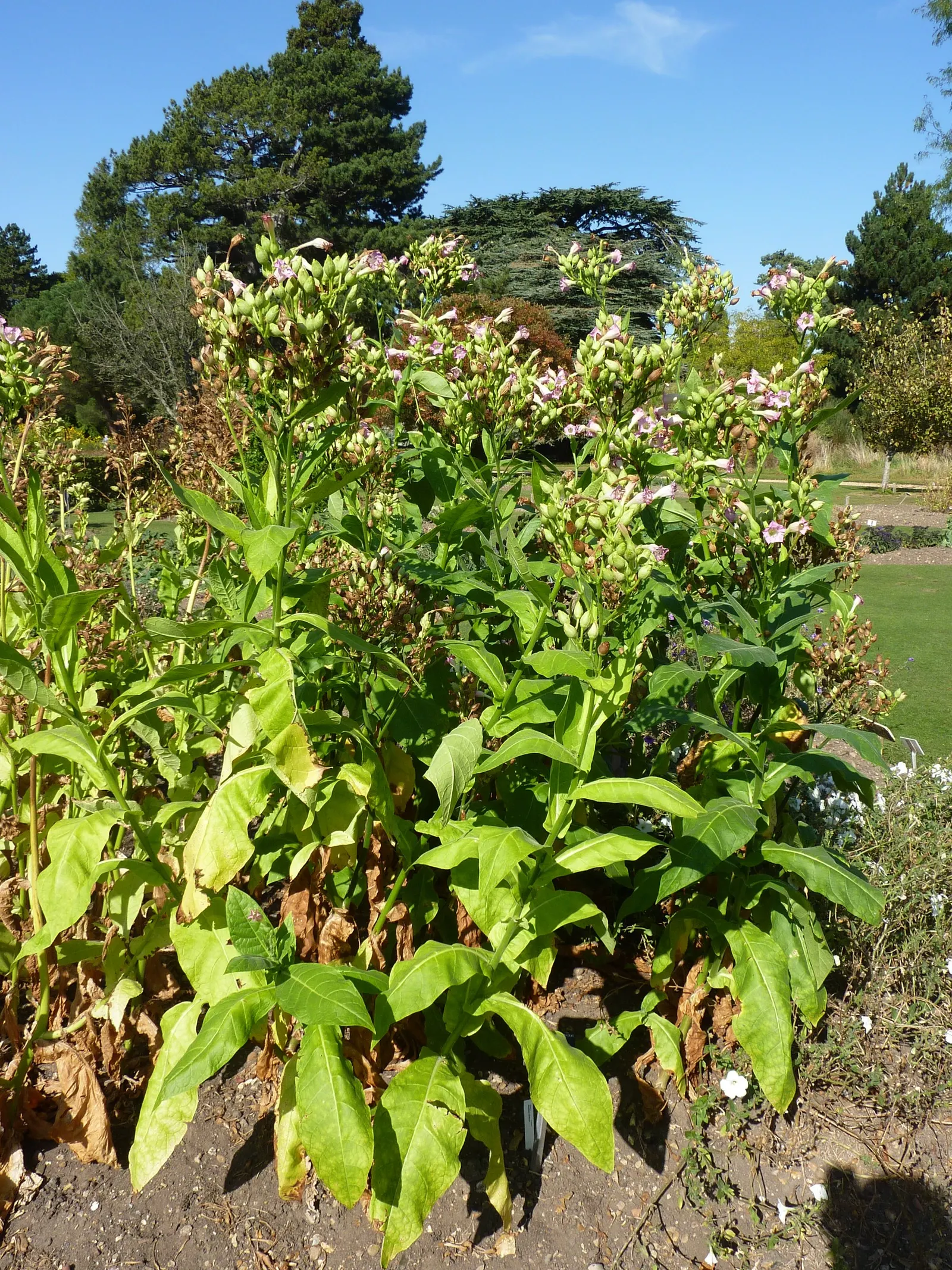 Smoking Tobacco (Nicotiana Tabacum) — Nicotiana tabacum produces trumpet-shaped flowers; commonly referred to as common tobacco