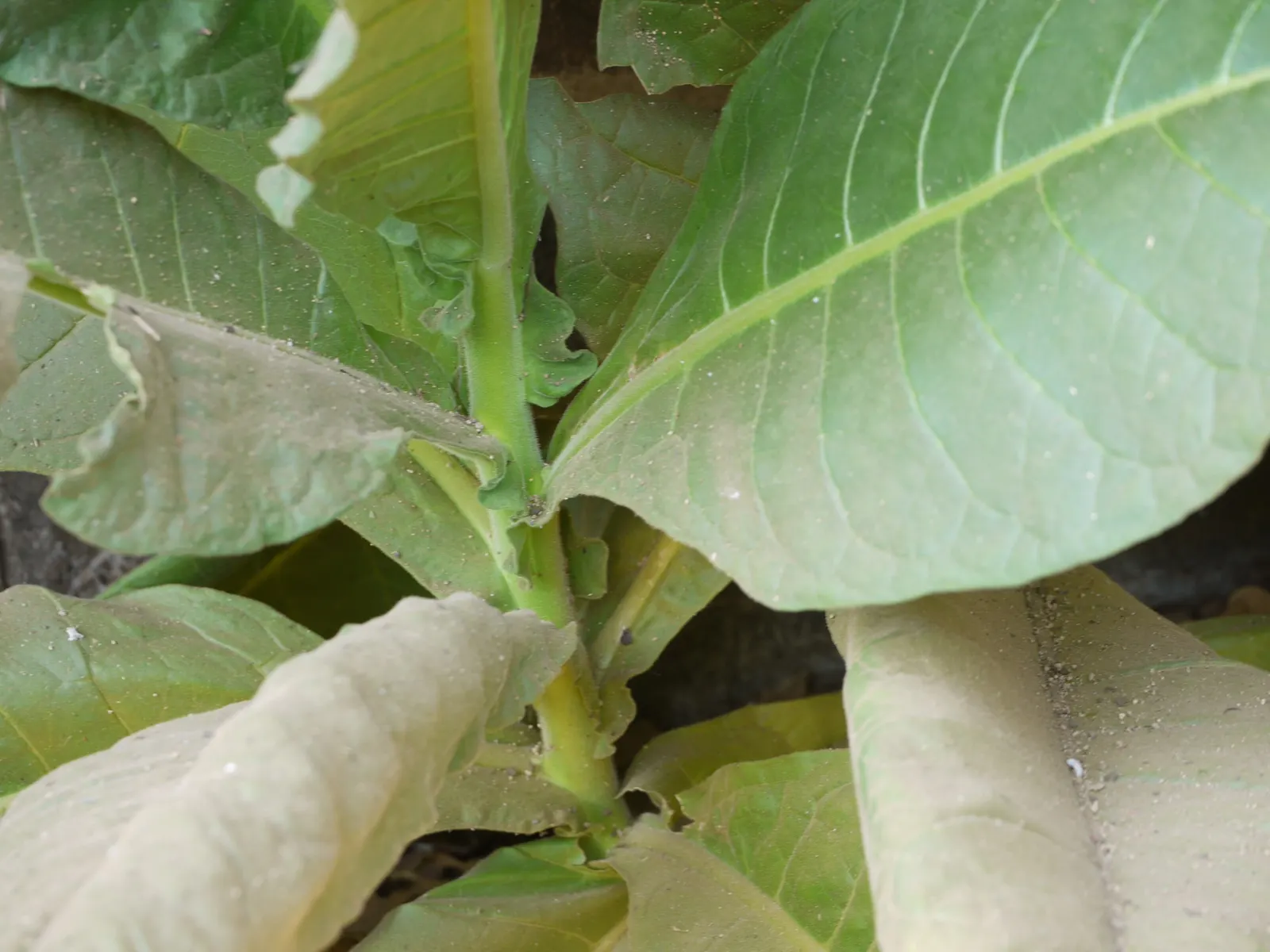 Smoking Tobacco (Nicotiana Tabacum) — crucial for preventing fungal diseases