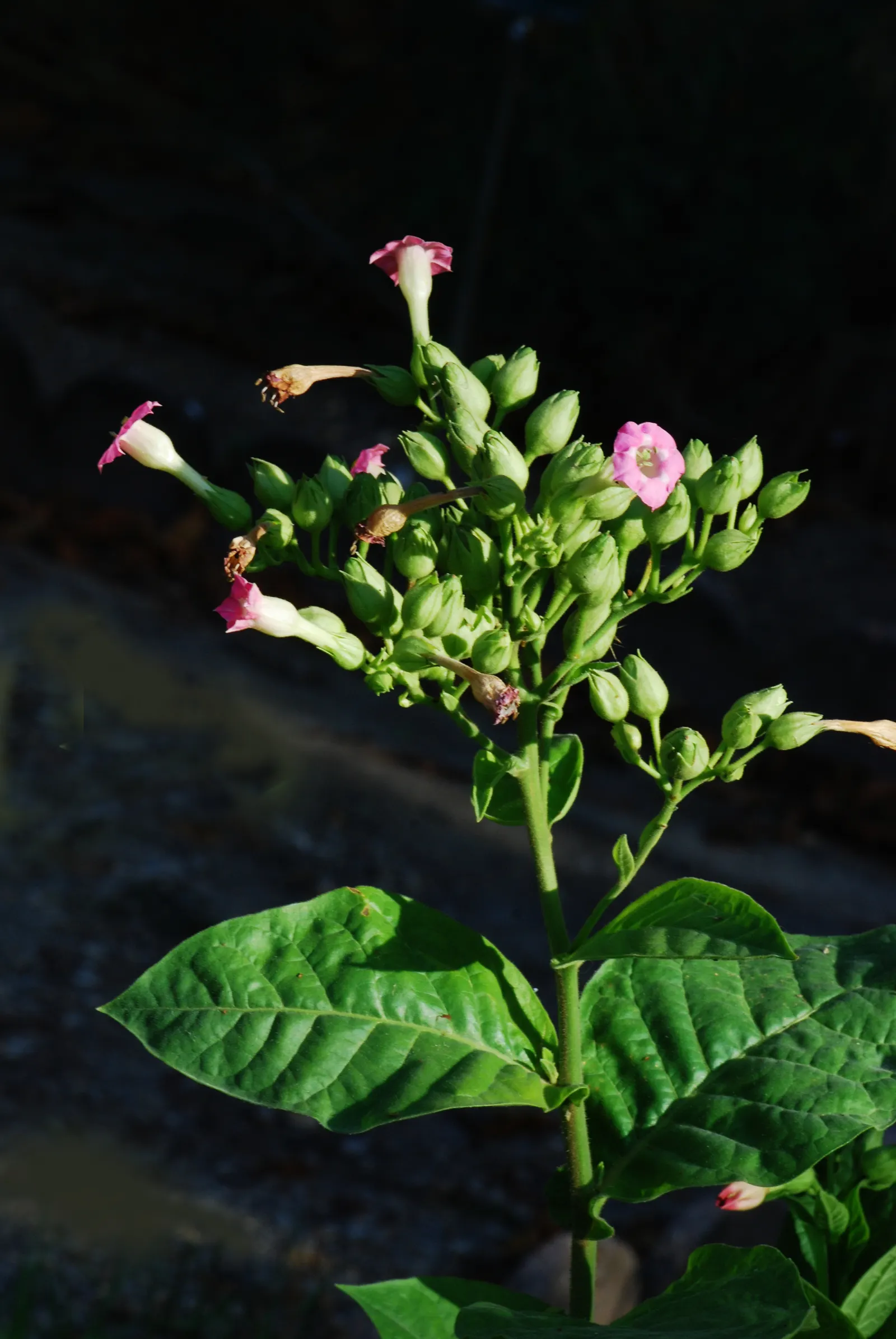 Smoking Tobacco (Nicotiana Tabacum) — it's important to consider that Nicotiana tabacum is a sun-loving species; caution: all plant parts are toxic when
