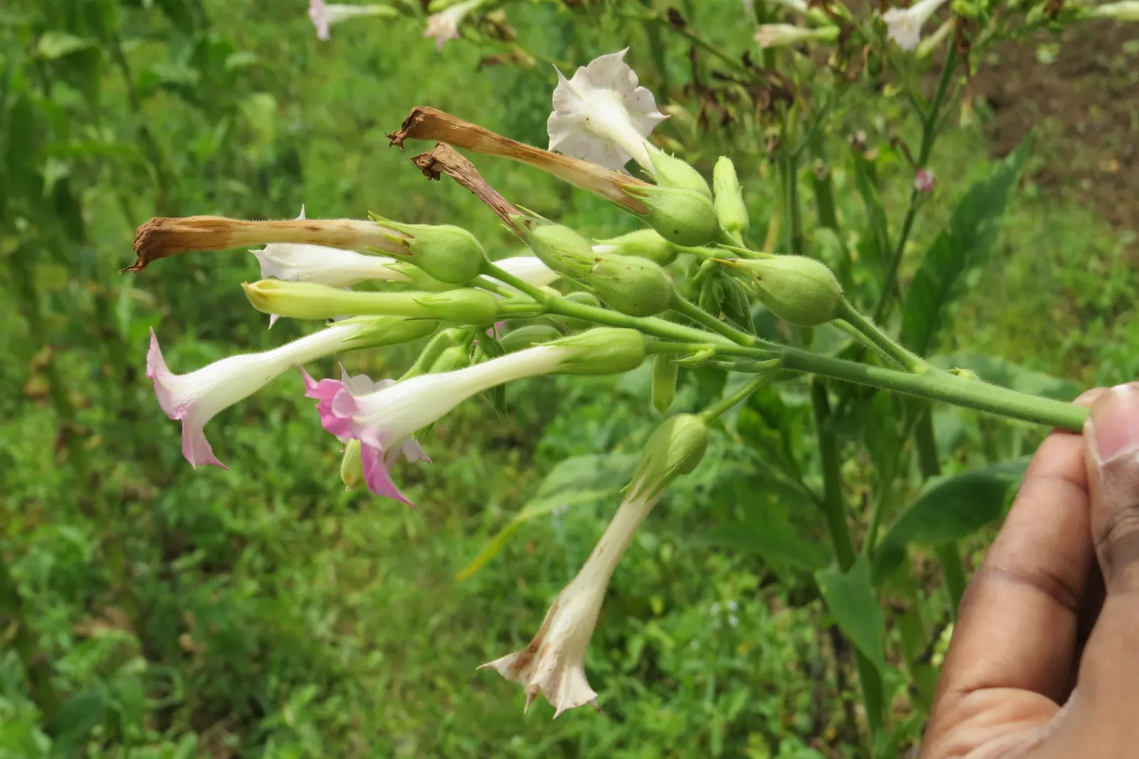 Smoking Tobacco (Nicotiana Tabacum) — with a spread of 1 to 2 feet; commonly known as Smoking Tobacco