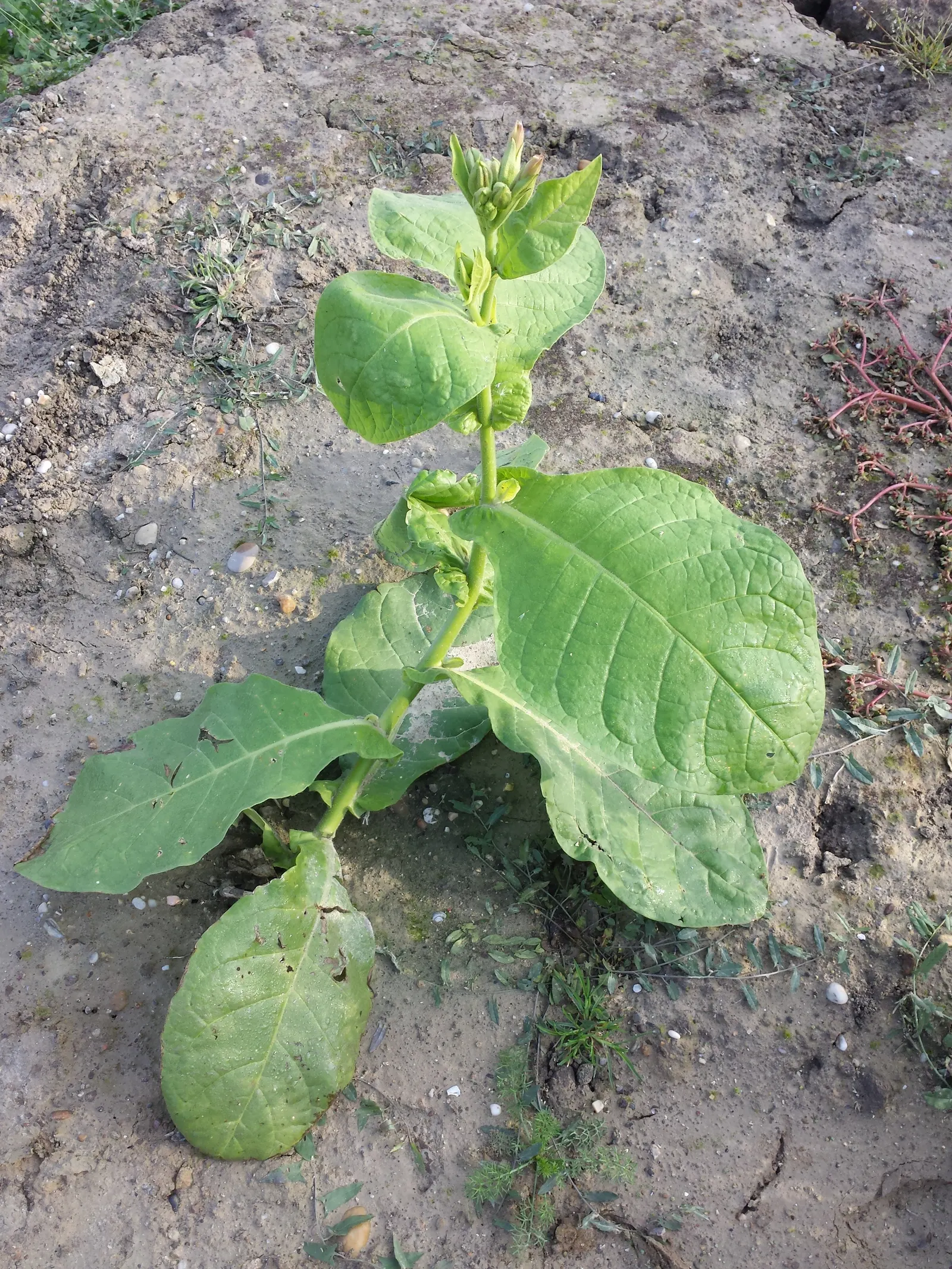Smoking Tobacco (Nicotiana Tabacum) — and care should be taken if children or pets are present in the garden area; its large, lanceolate leaves, up to 24