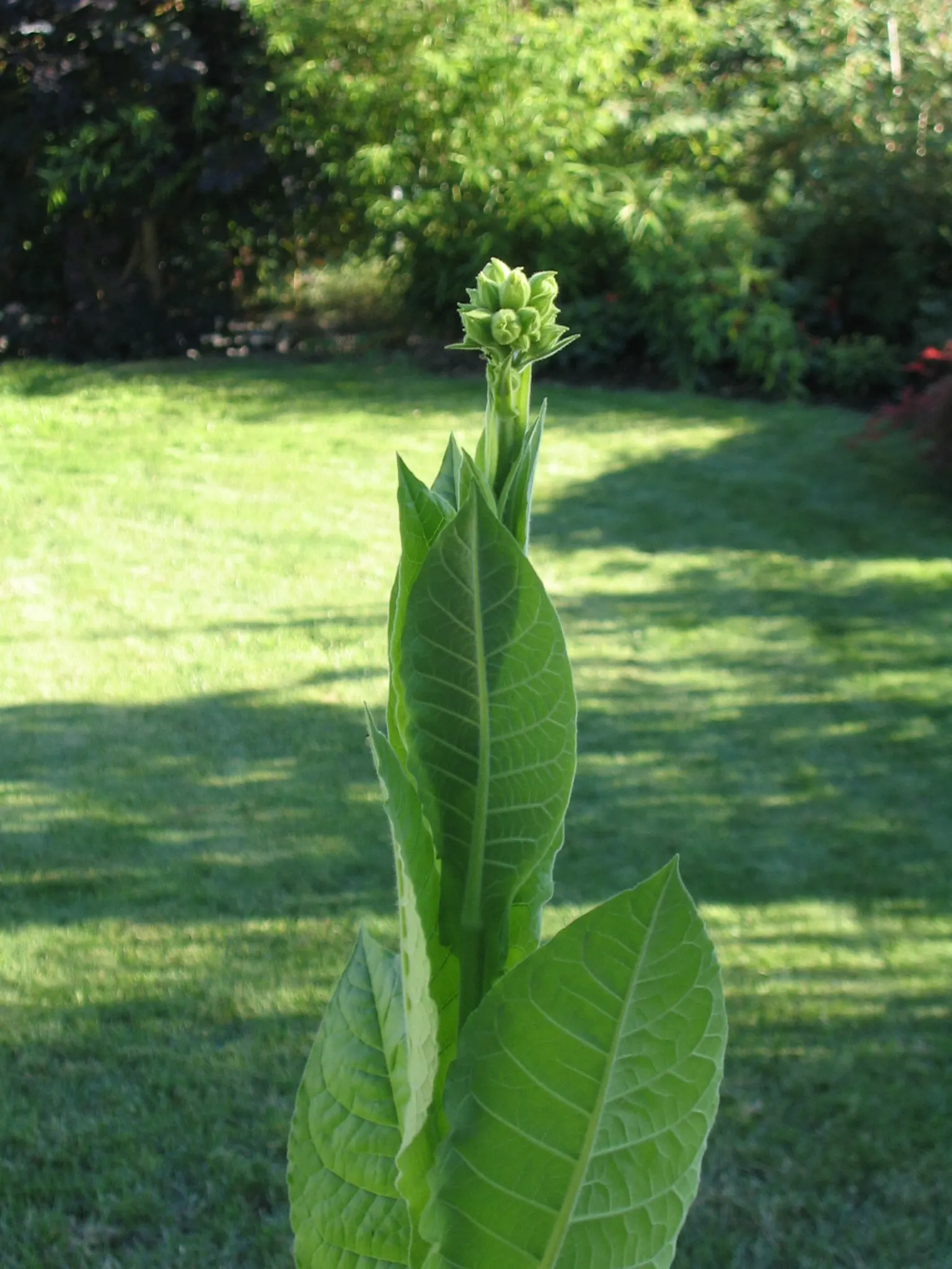 Smoking Tobacco (Nicotiana Tabacum) — Utilize as a feature plant for its cultural significance and striking foliage in zones 8-11; when designing a, image 60