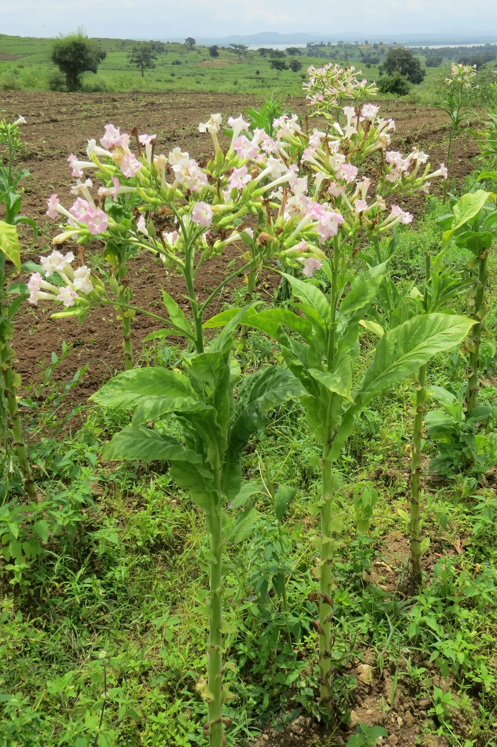 Smoking Tobacco (Nicotiana Tabacum) — which is toxic if ingested, image 50