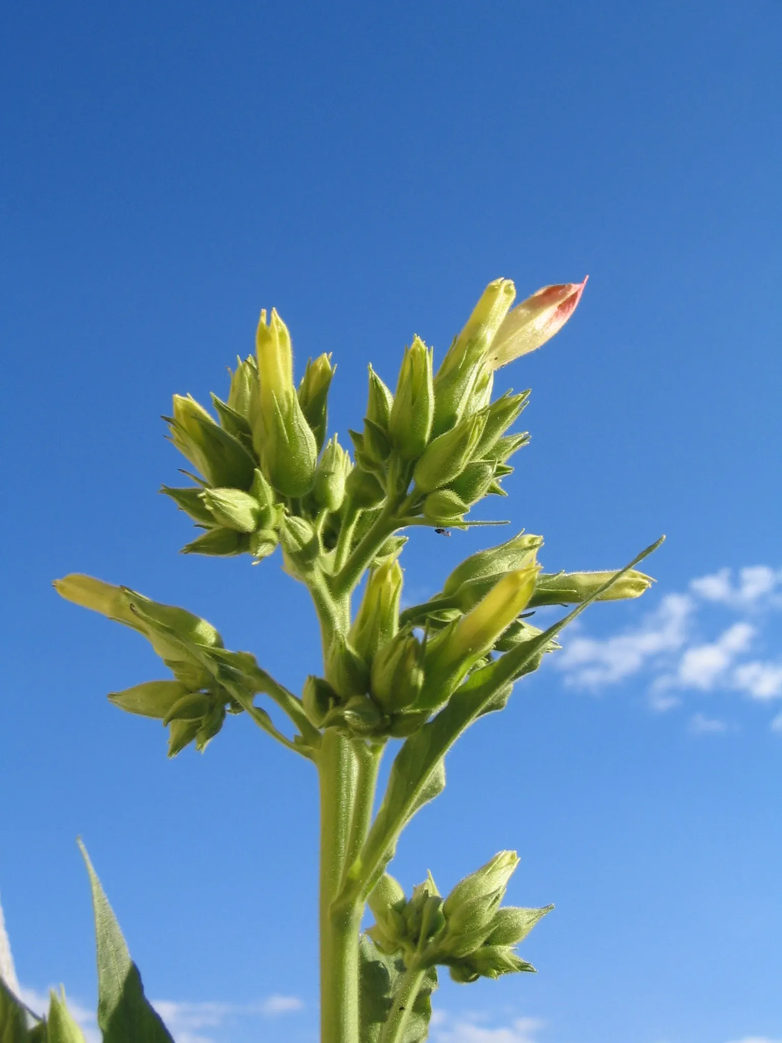 Smoking Tobacco (Nicotiana Tabacum) — Its large, lanceolate leaves, up to 24 inches in length, are harvested for their nicotine-rich properties