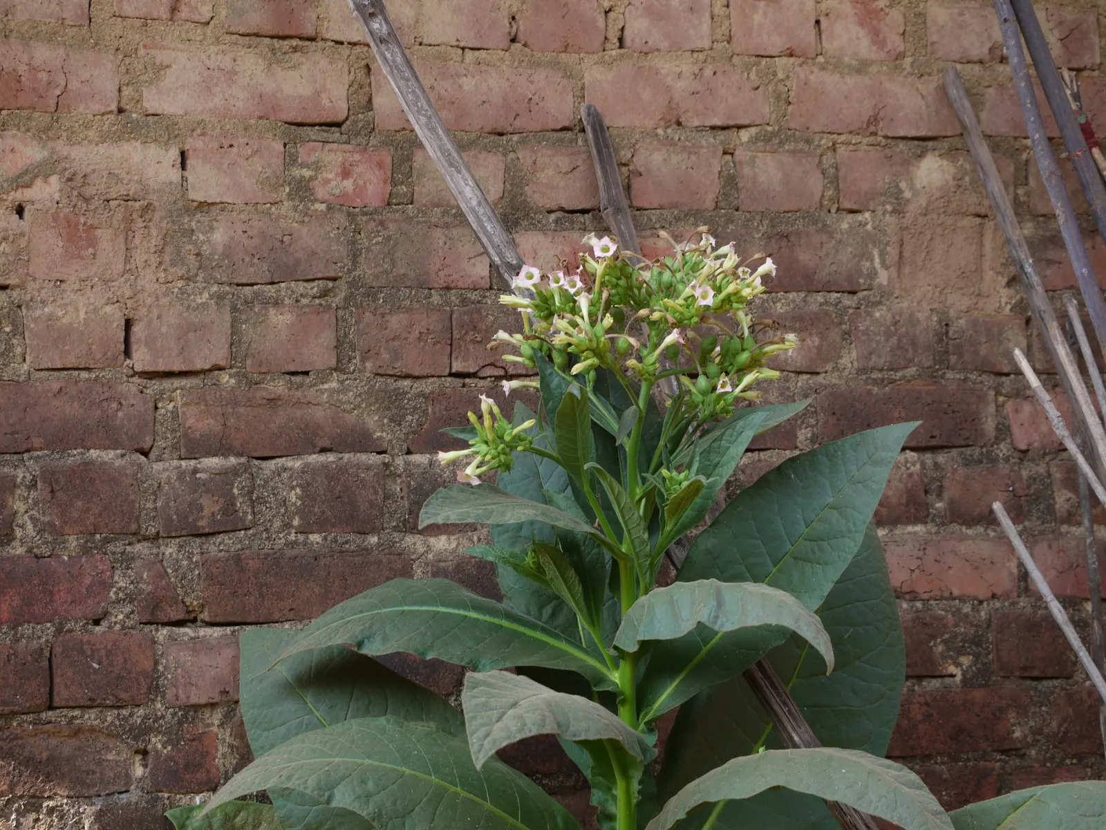 Smoking Tobacco (Nicotiana Tabacum) — Its large, lanceolate leaves, up to 24 inches in length, are harvested for their nicotine-rich properties, image 57