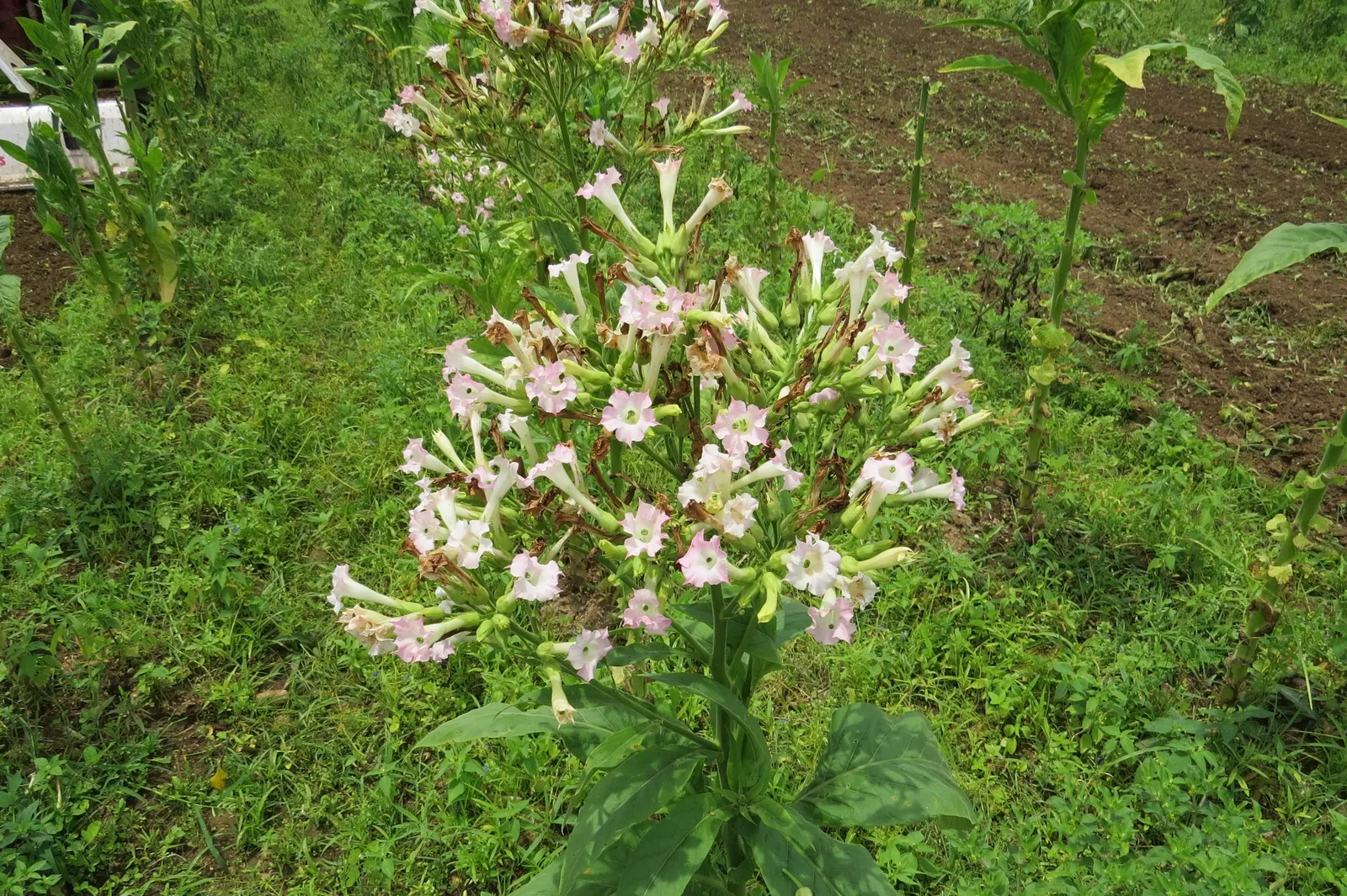 Smoking Tobacco (Nicotiana Tabacum) — requiring full exposure to maintain robust growth, image 41