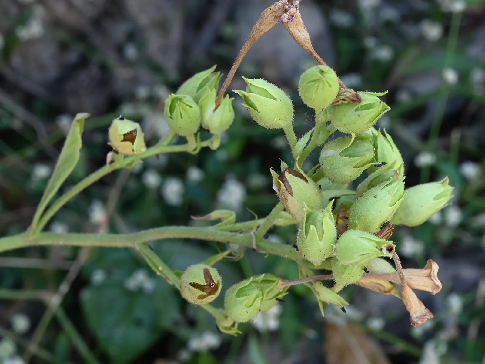 Smoking Tobacco (Nicotiana Tabacum) — Trumpet-shaped, pink to white flowers bloom in summer, adding ornamental value; pink and white flowers in the, image 58