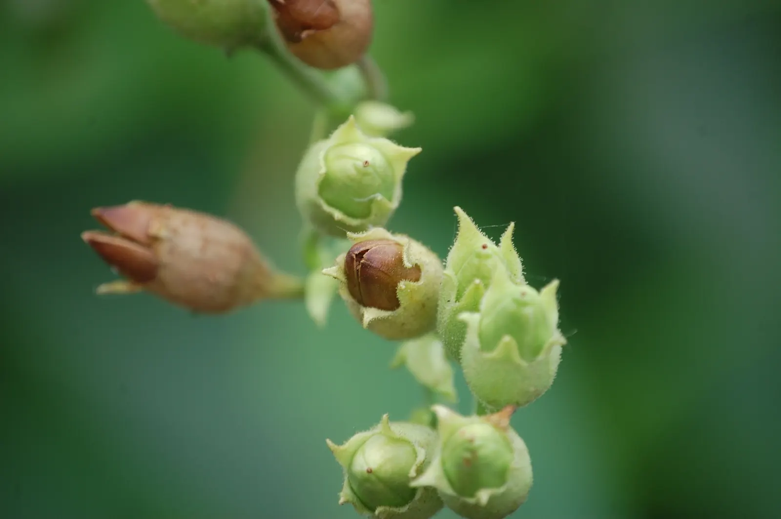 Smoking Tobacco (Nicotiana Tabacum) — is a perennial herbaceous plant hailing from the nightshade family; utilize as a feature plant for its cultural