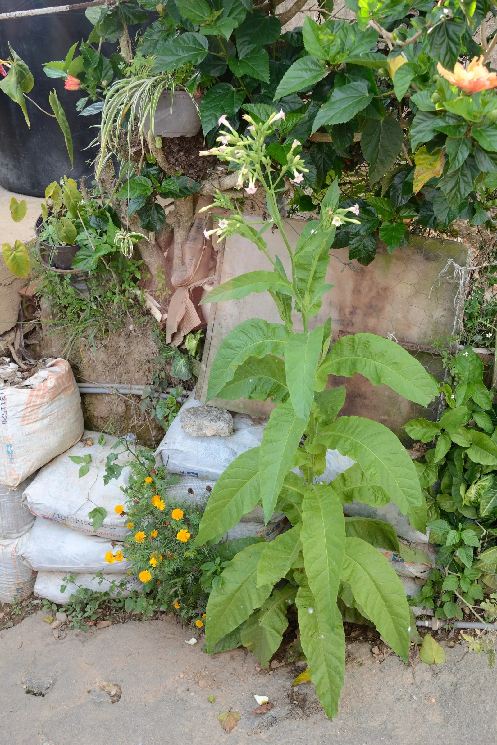 Smoking Tobacco (Nicotiana Tabacum) — When designing a landscape; annual for full or half