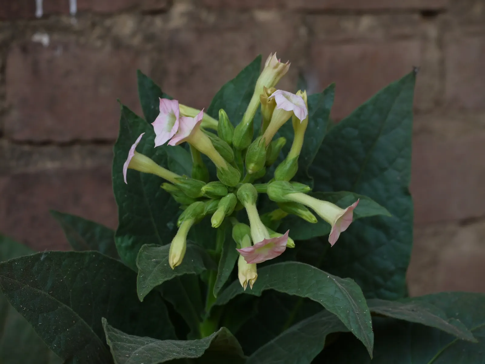 Smoking Tobacco (Nicotiana Tabacum) — Caution: all plant parts are toxic when ingested