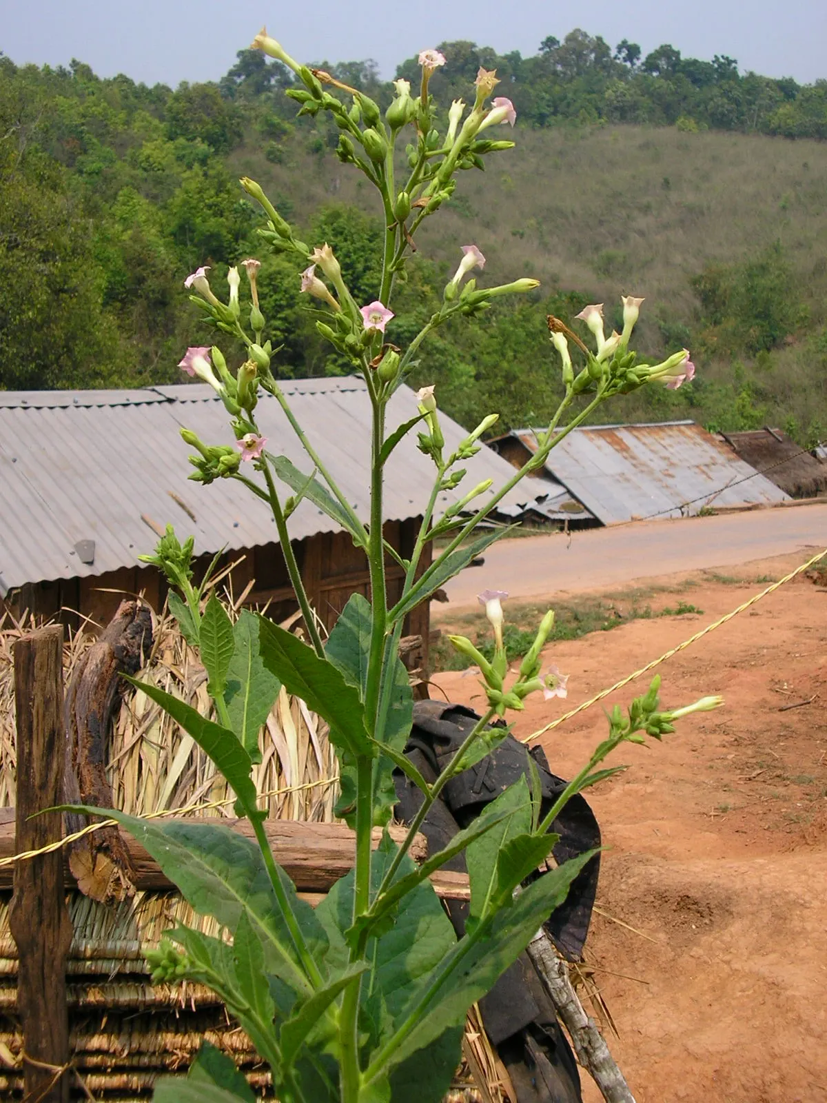 Smoking Tobacco (Nicotiana Tabacum) — commonly referred to as common tobacco