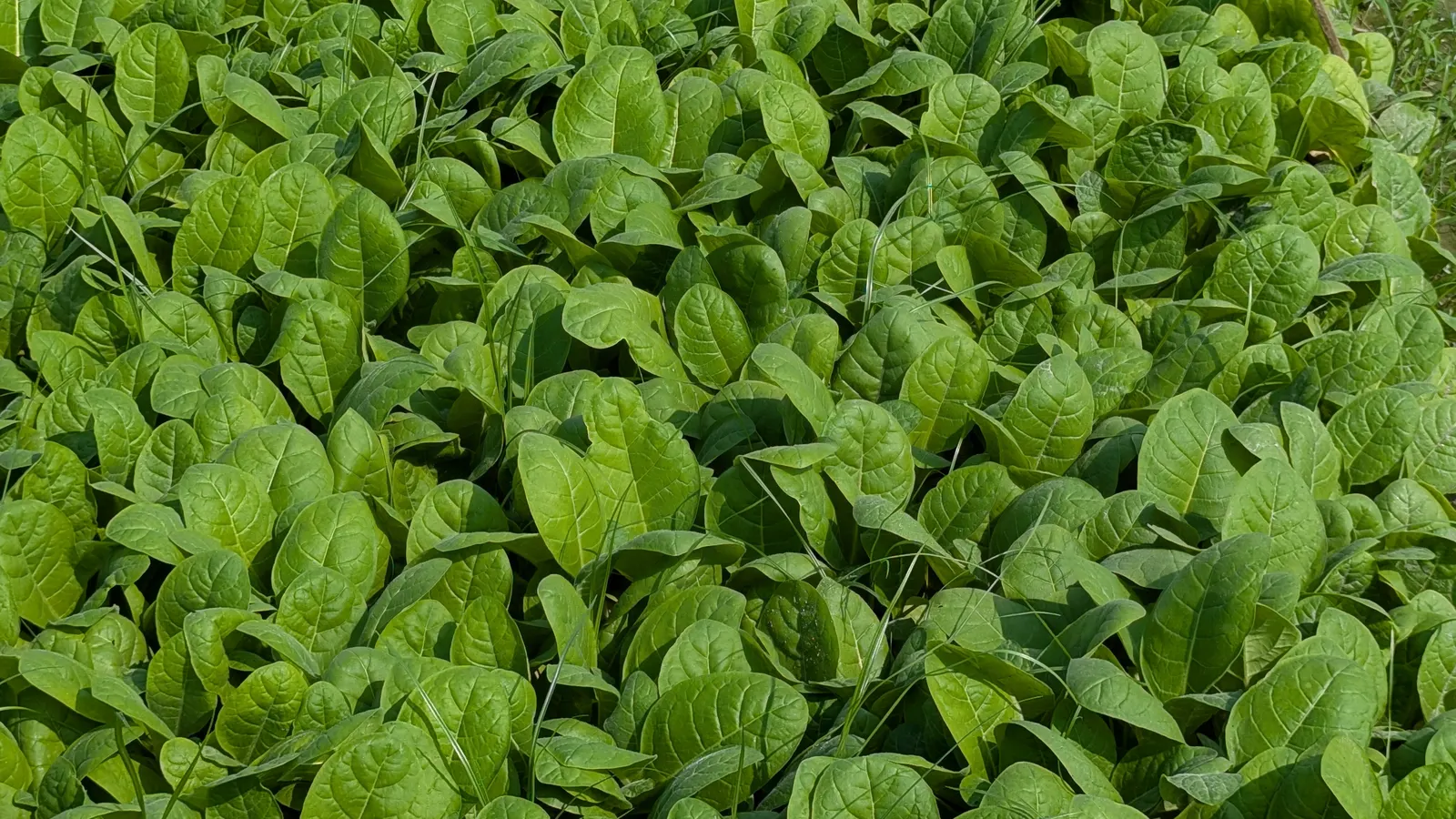 Smoking Tobacco (Nicotiana Tabacum) — is a perennial herbaceous plant hailing from the nightshade family; utilize as a feature plant for its, image 63
