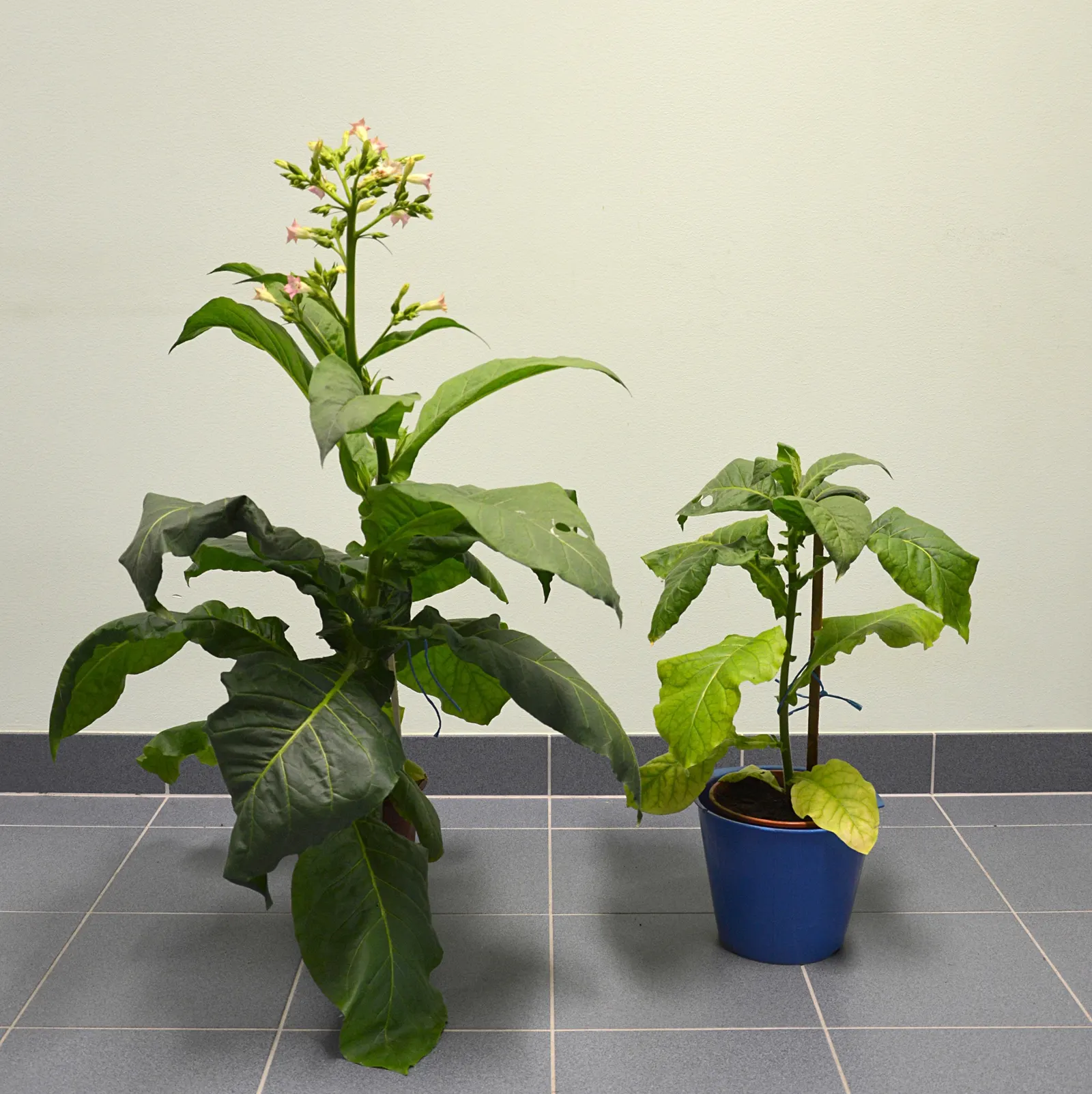 Smoking Tobacco (Nicotiana Tabacum) — Trumpet-shaped, pink to white flowers bloom in summer, adding ornamental value; pink and white flowers in the garden
