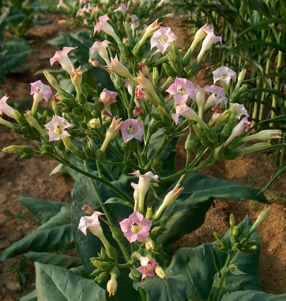 Smoking Tobacco (Nicotiana Tabacum) — requiring full exposure to maintain robust growth