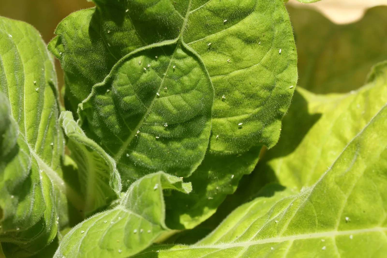 Smoking Tobacco (Nicotiana Tabacum) — As an annual in most climates