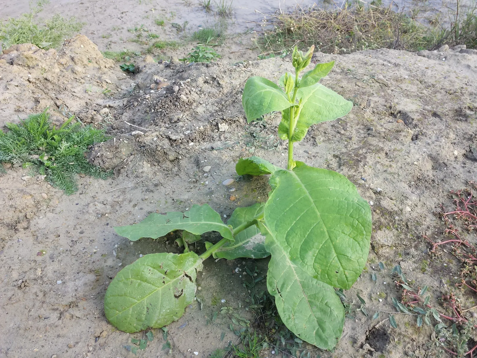 Smoking Tobacco (Nicotiana Tabacum) — annual with pink and white blooms; nicotiana tabacum produces trumpet-shaped flowers