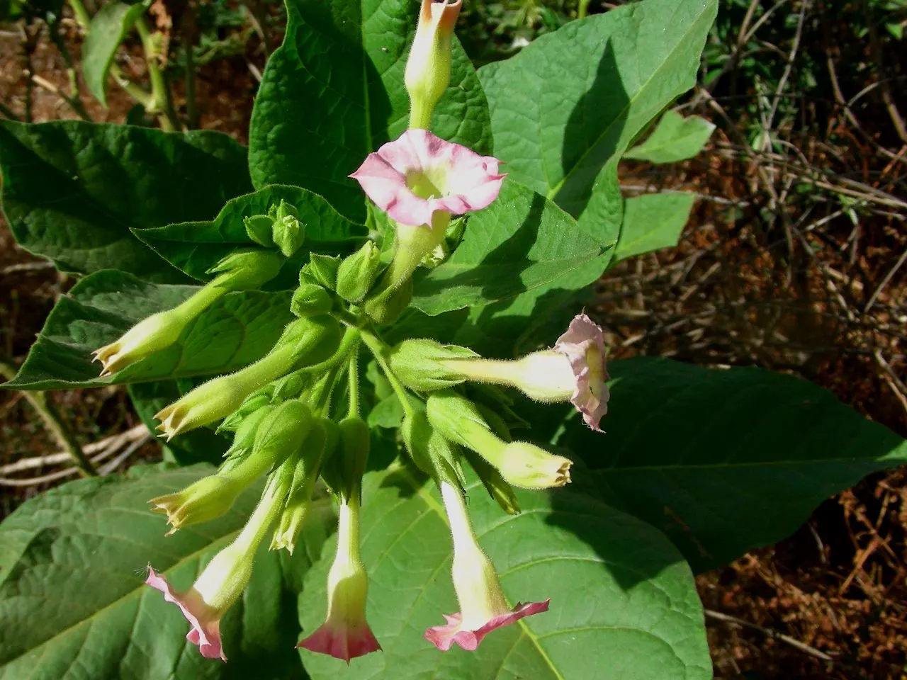 Smoking Tobacco (Nicotiana Tabacum) — Caution: all plant parts are toxic when ingested; adding ornamental value to the garden.<br><br>Given its, image 61