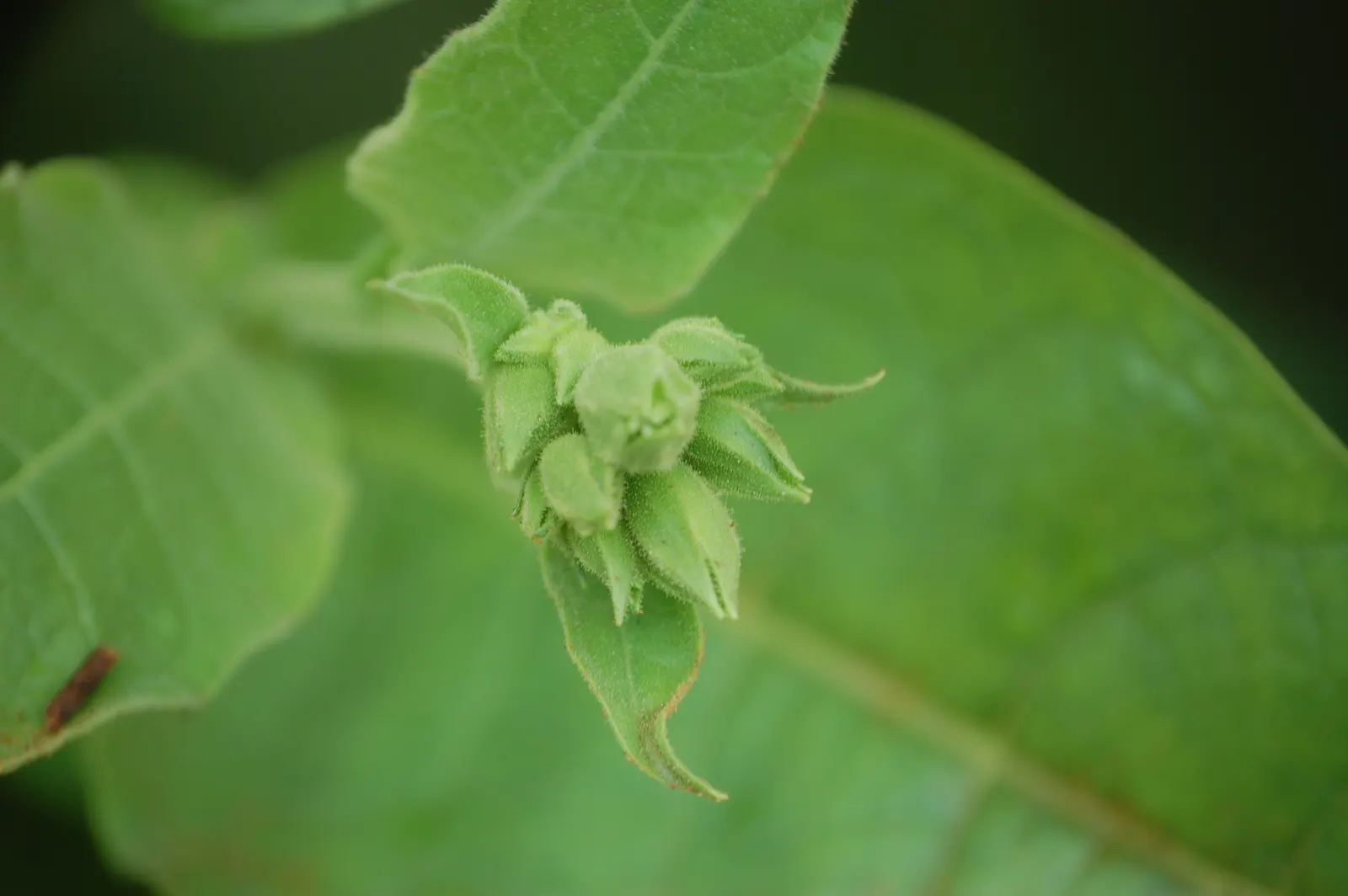 Smoking Tobacco (Nicotiana Tabacum) — Nicotiana tabacum produces trumpet-shaped flowers