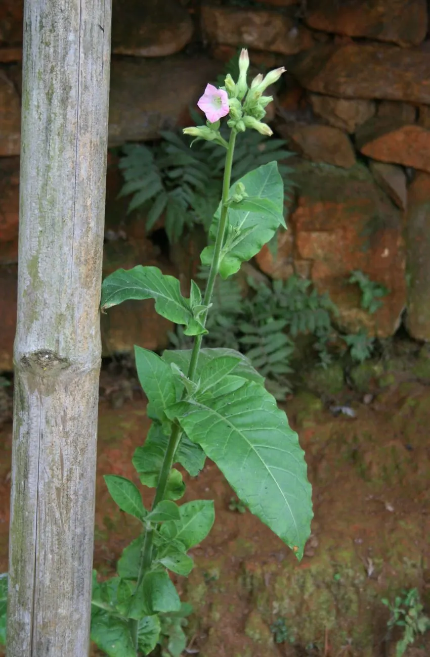 Smoking Tobacco (Nicotiana Tabacum) — commonly referred to as common tobacco; annual with pink and white blooms