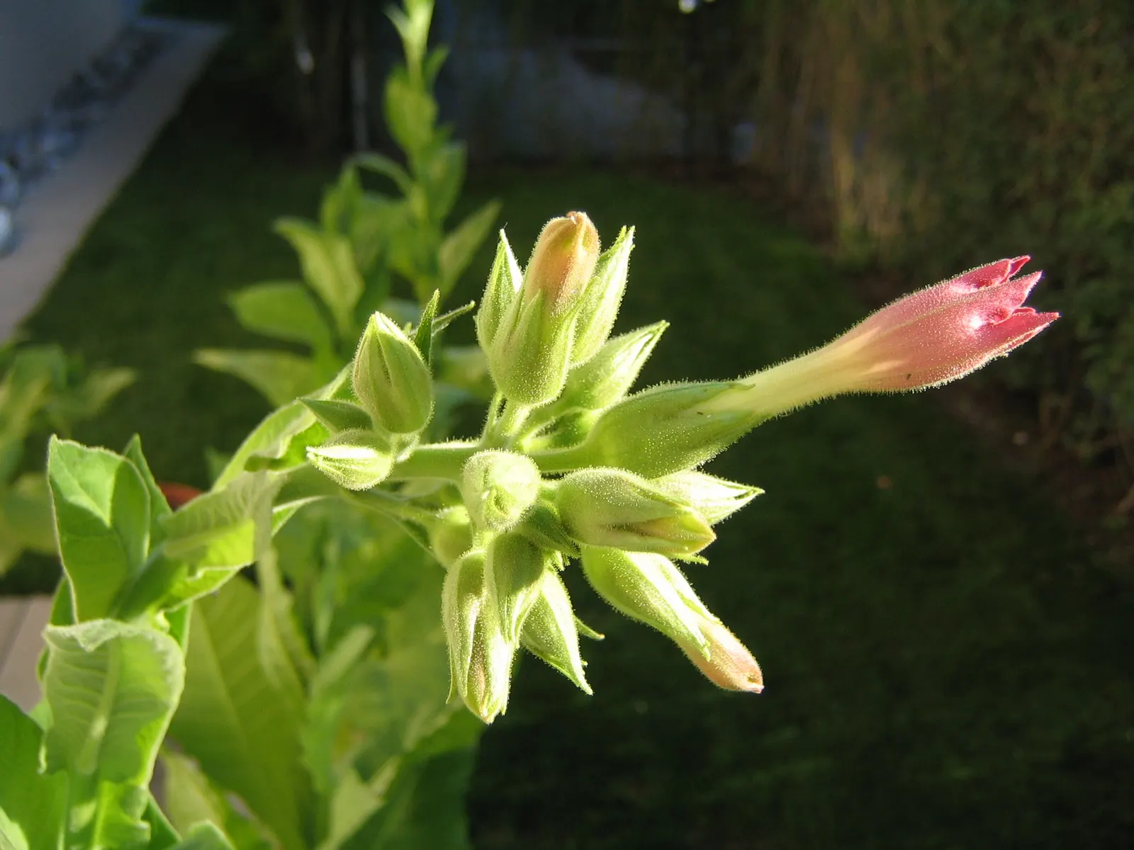 Smoking Tobacco (Nicotiana Tabacum) — annual for full or half