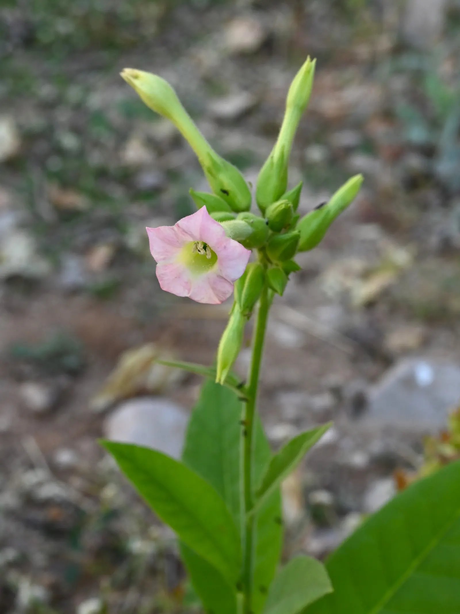 Smoking Tobacco (Nicotiana Tabacum) — Utilize as a feature plant for its cultural significance and striking foliage in zones 8-11