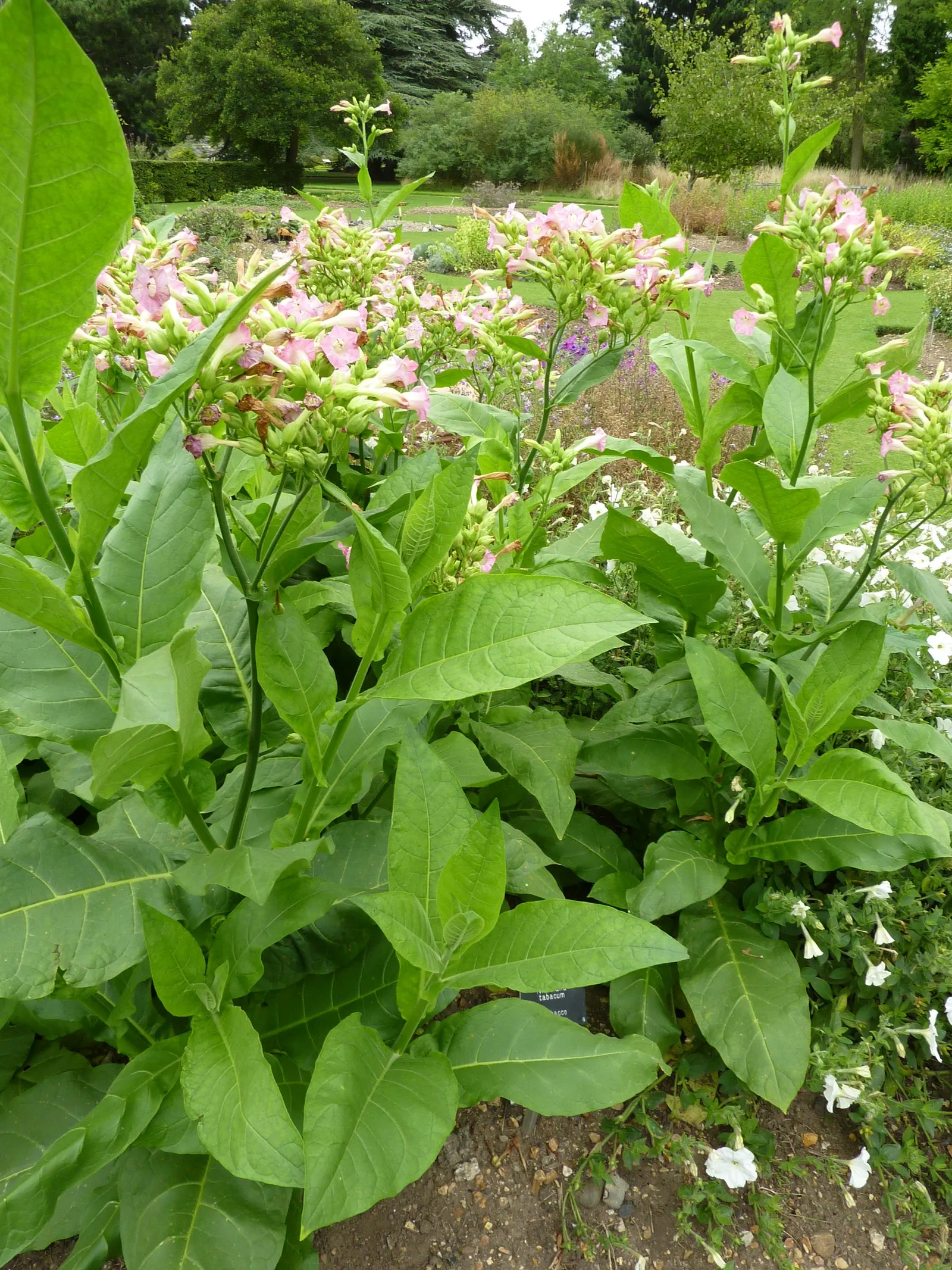 Smoking Tobacco (Nicotiana Tabacum) — is an annual herbaceous plant reaching heights of 3-6 feet; which are primarily used for smoking tobacco, image 56