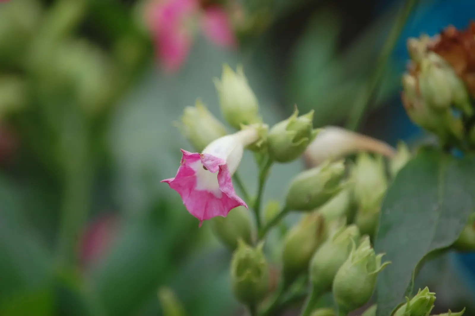 Smoking Tobacco (Nicotiana Tabacum) — annual with pink and white blooms