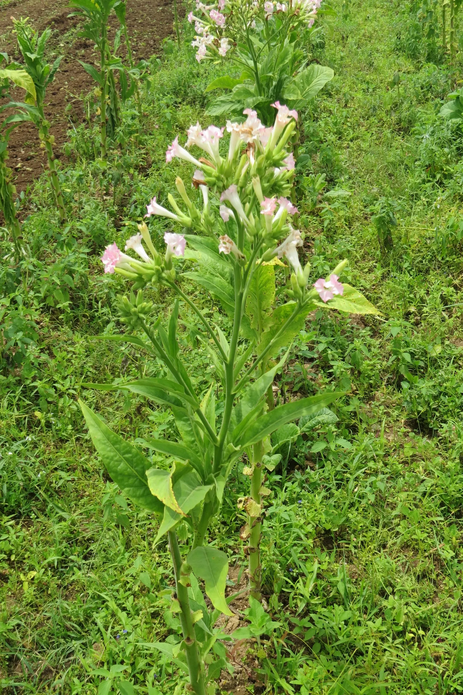 Smoking Tobacco (Nicotiana Tabacum) — It is widely cultivated for its leaves; it's important to consider that Nicotiana tabacum is a sun-loving, image 64