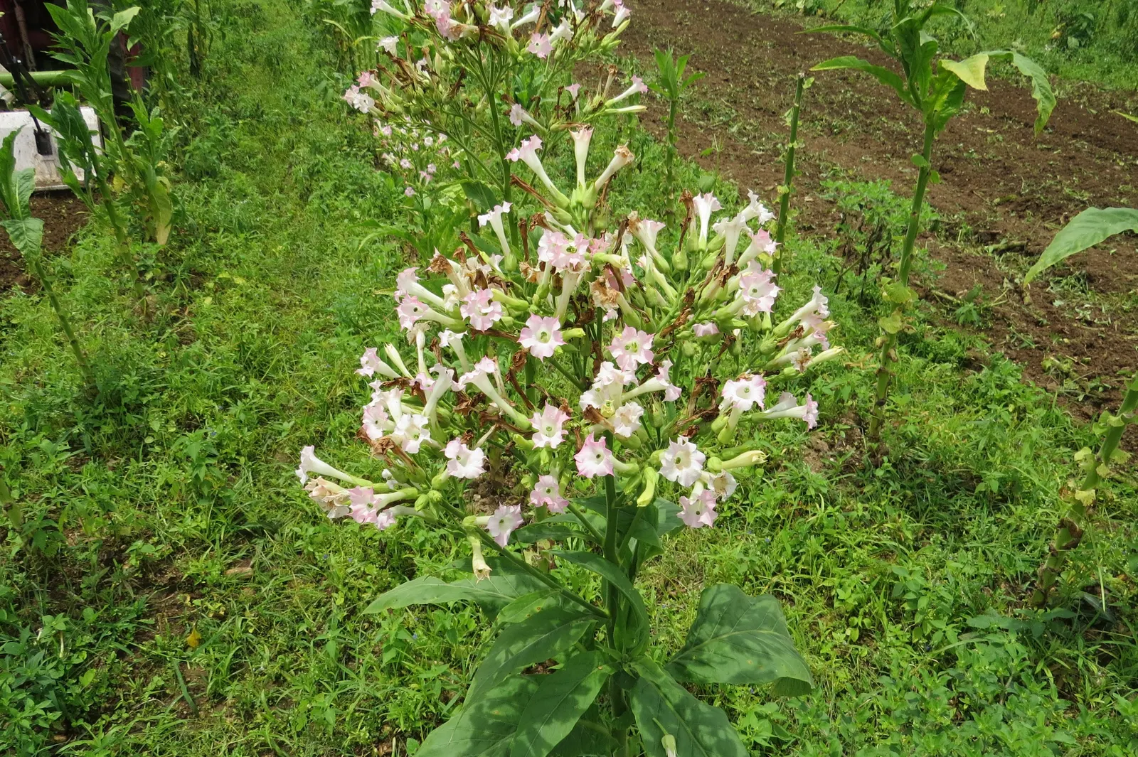 Smoking Tobacco (Nicotiana Tabacum) — adding ornamental value to the garden.<br><br>Given its origins in the Americas; it's important to be aware that all