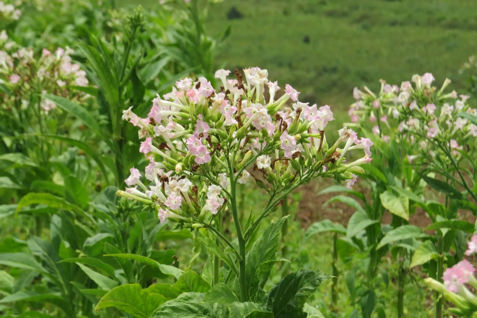 Smoking Tobacco (Nicotiana Tabacum) — which are primarily used for smoking tobacco