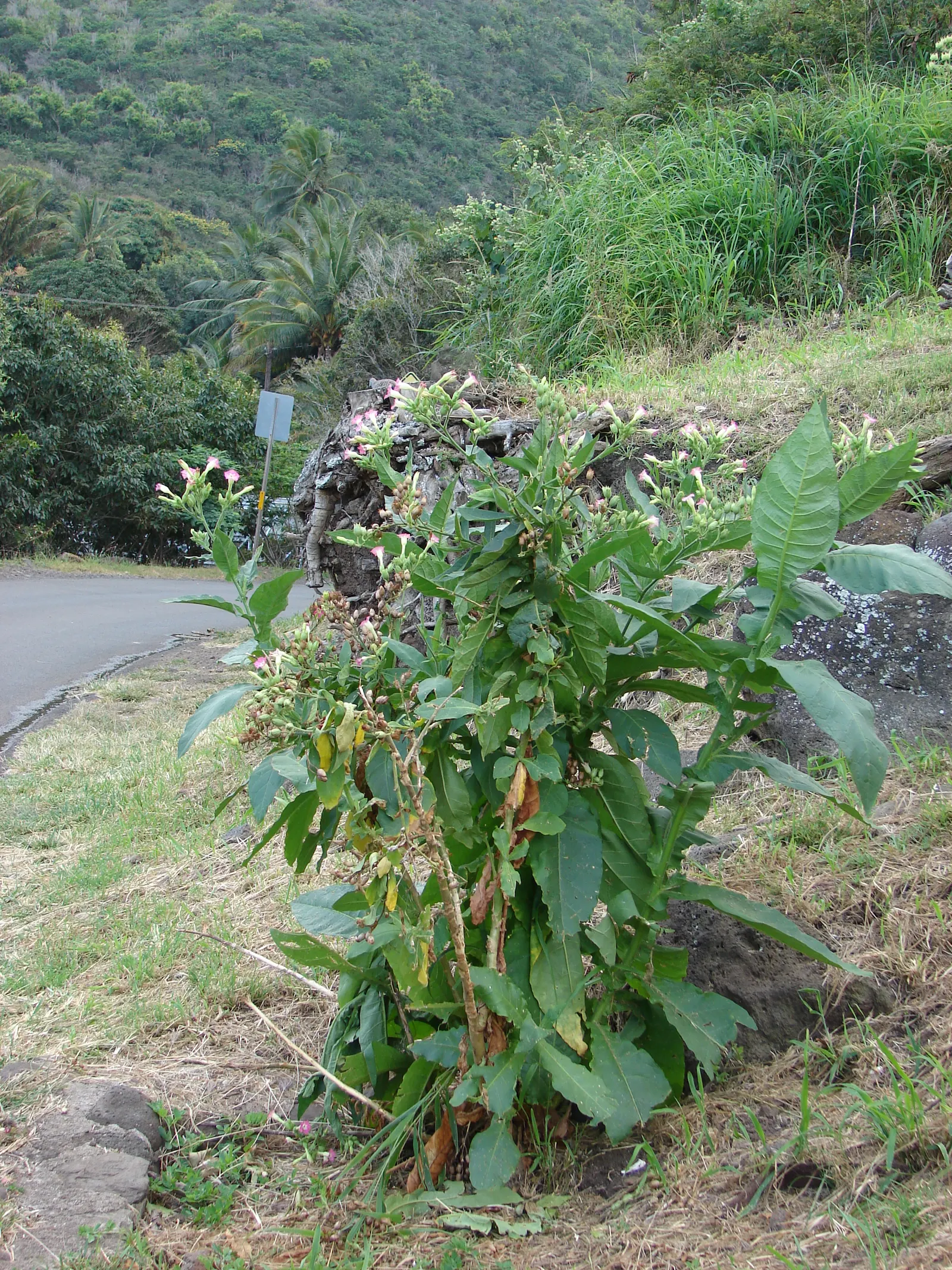 Smoking Tobacco (Nicotiana Tabacum) — commonly known as Smoking Tobacco; trumpet-shaped, pink to white flowers bloom in summer, adding ornamental, image 55