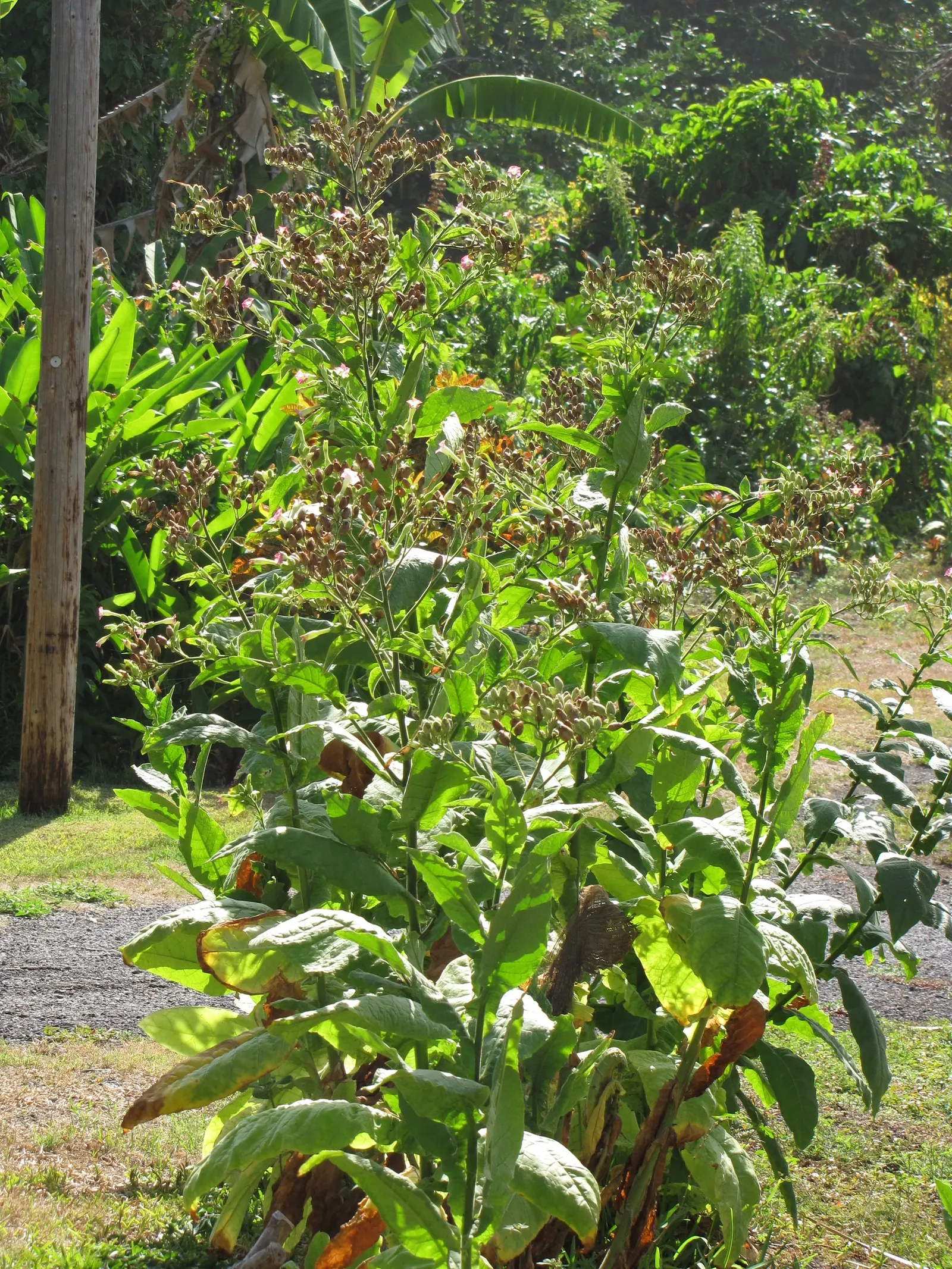 Smoking Tobacco (Nicotiana Tabacum) — commonly known as Smoking Tobacco