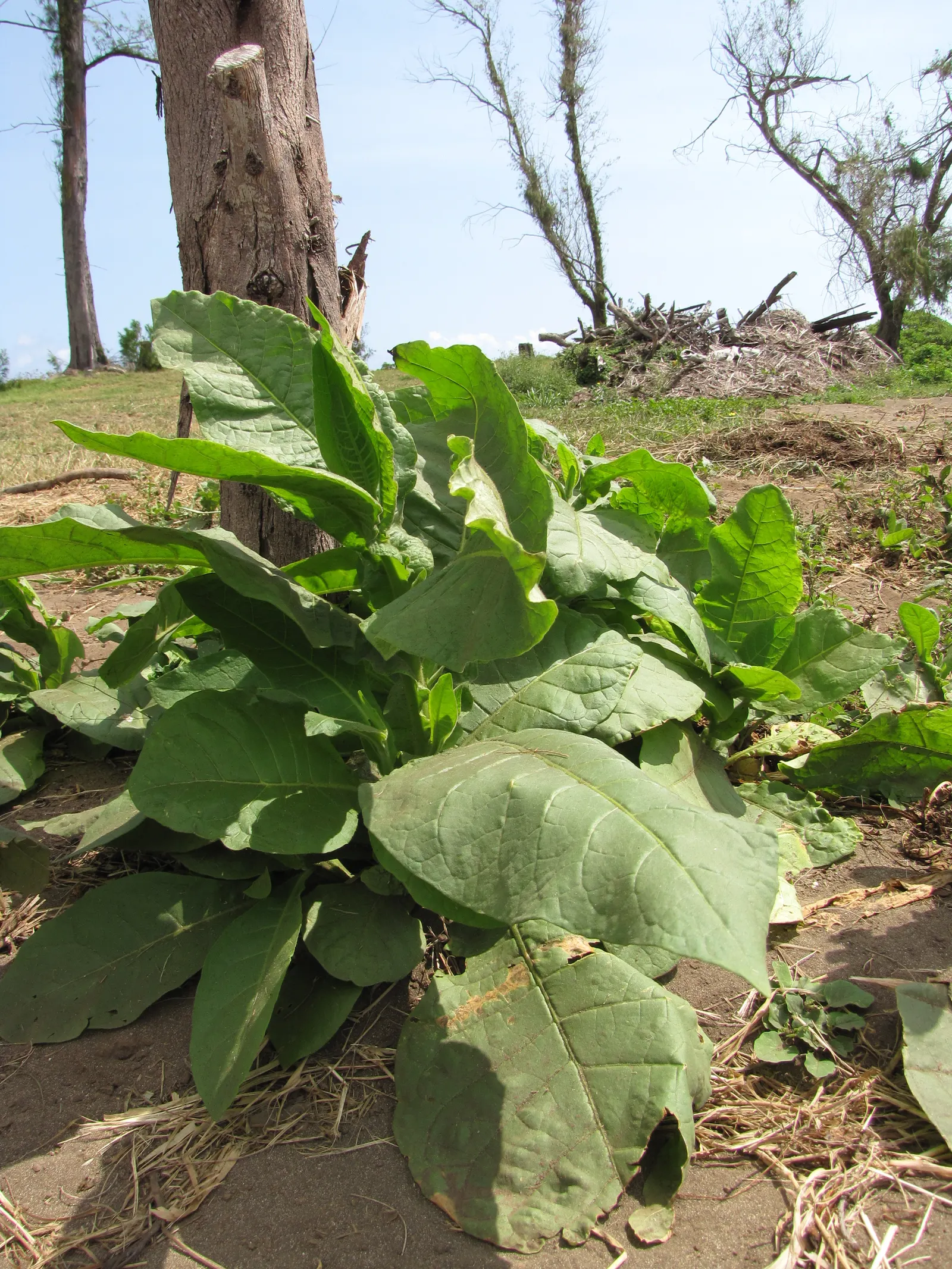 Smoking Tobacco (Nicotiana Tabacum) — which are primarily used for smoking tobacco; crucial for preventing fungal diseases