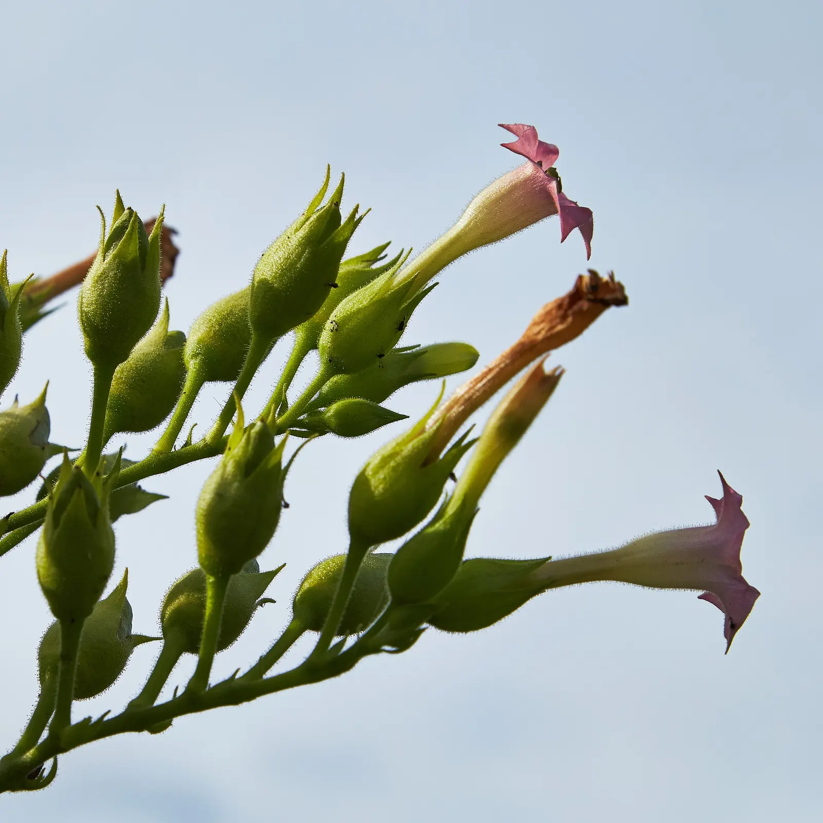 Smoking Tobacco (Nicotiana Tabacum) — When designing a landscape; annual for full or half, image 66
