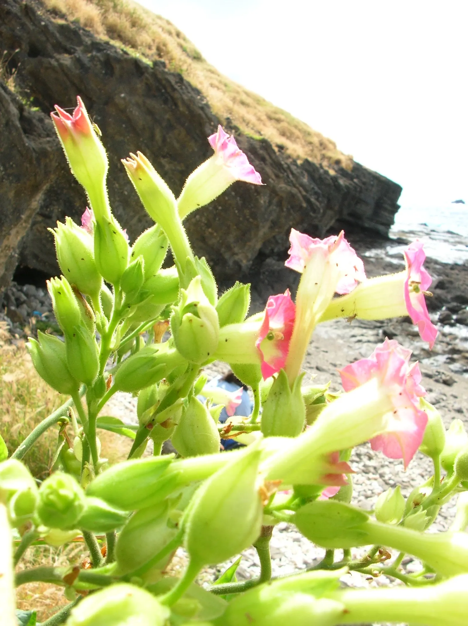 Smoking Tobacco (Nicotiana Tabacum) — When designing a landscape