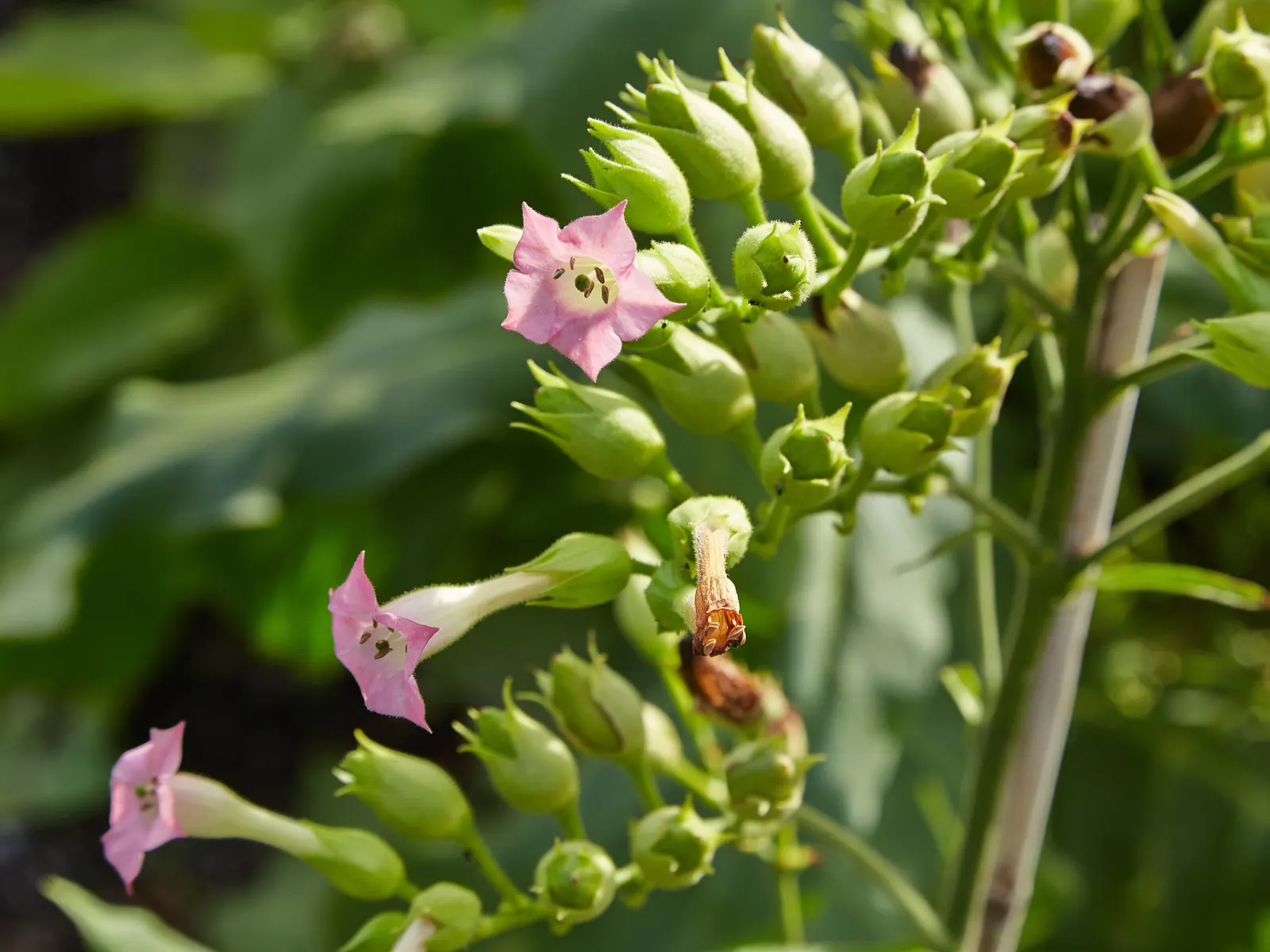 Smoking Tobacco (Nicotiana Tabacum) — annual for full or half; and care should be taken if children or pets are present in the garden area