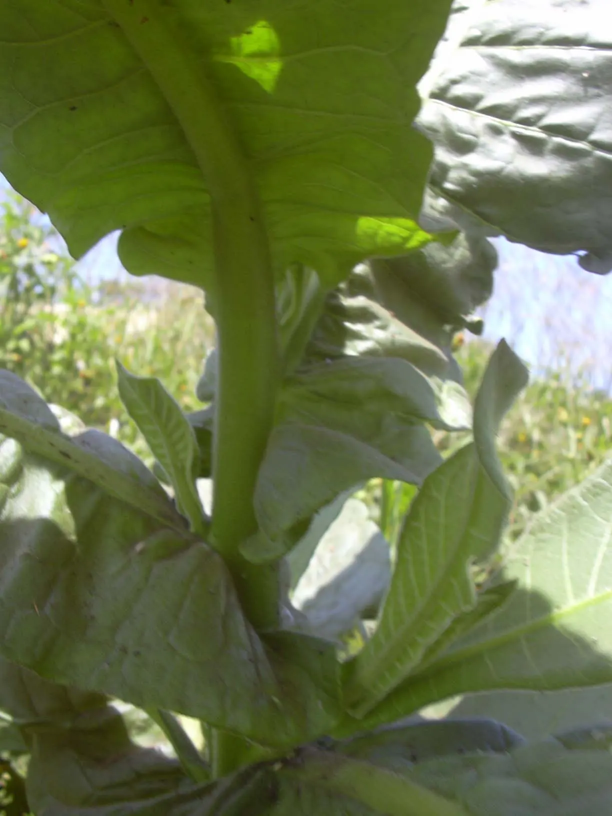 Smoking Tobacco (Nicotiana Tabacum) — which can range from white to pink or red; this plant typically reaches heights of 3 to 6 feet