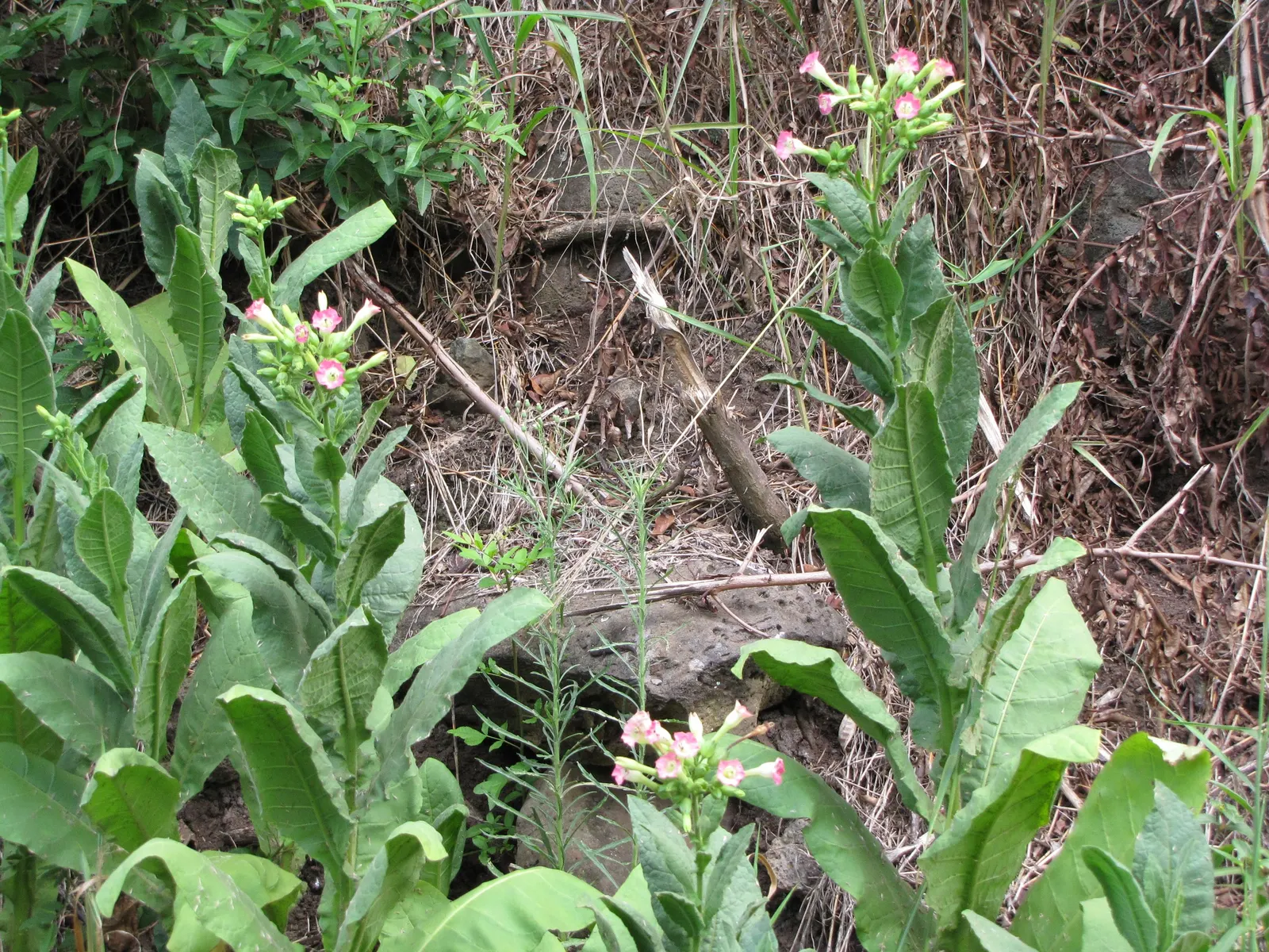 Smoking Tobacco (Nicotiana Tabacum) — crucial for preventing fungal diseases; is an annual herbaceous plant reaching heights of 3-6 feet