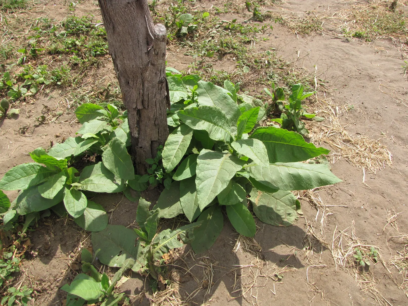 Smoking Tobacco (Nicotiana Tabacum) — Prefers full sun and well-drained soils