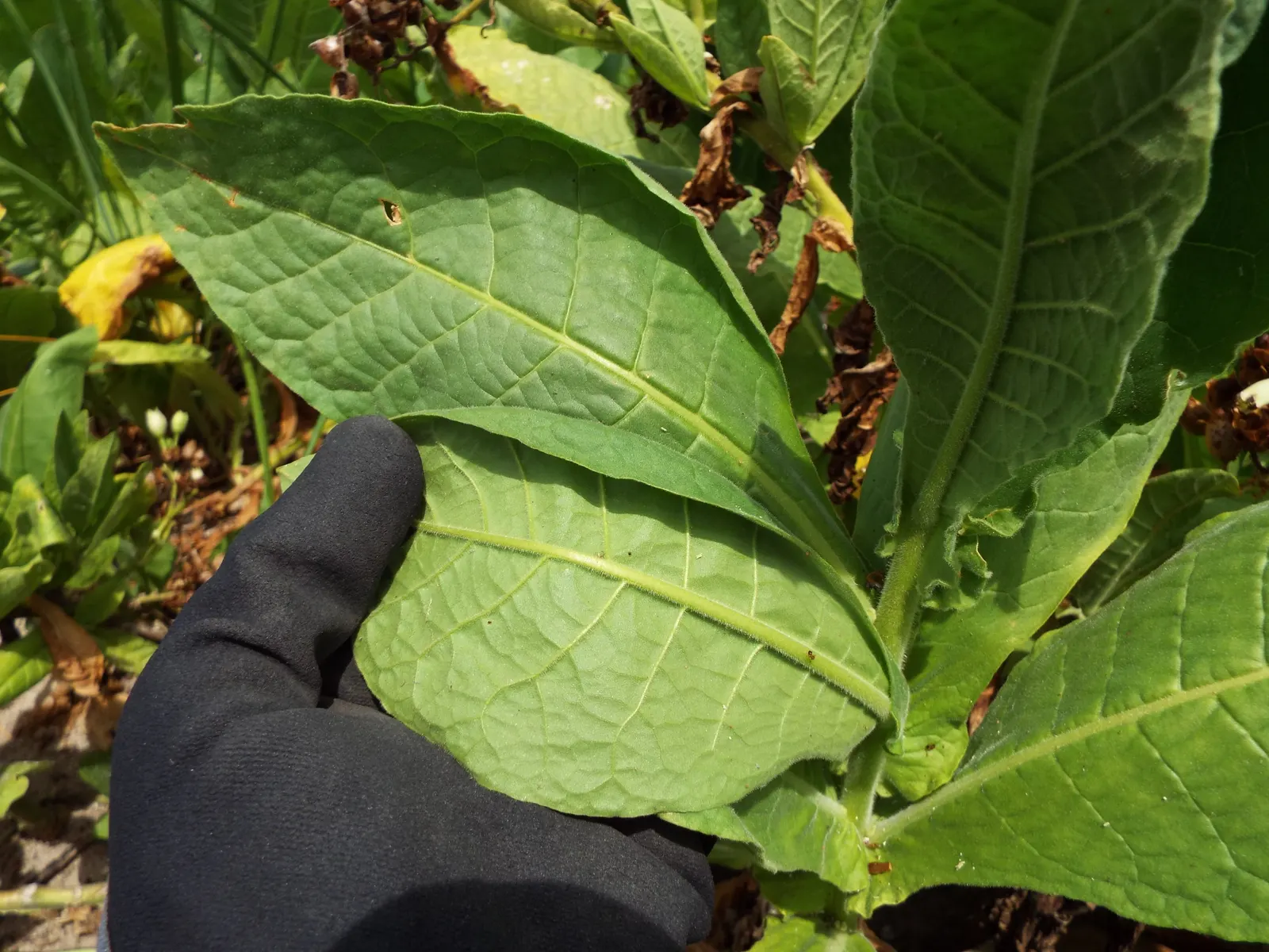 Smoking Tobacco (Nicotiana Tabacum) — Caution: all plant parts are toxic when ingested; adding ornamental value to the garden.<br><br>Given its origins in the