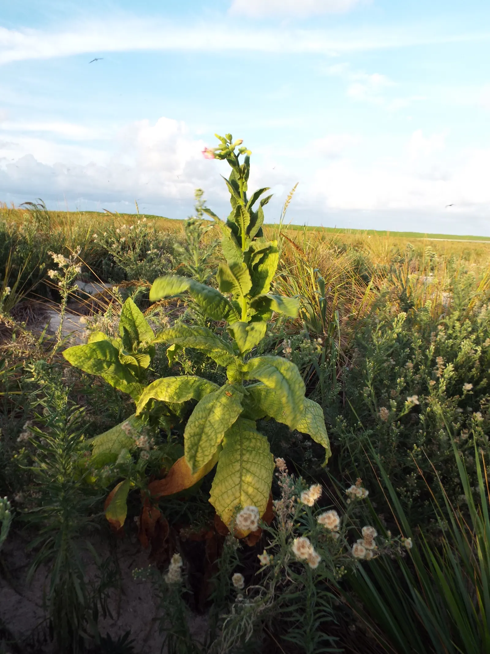 Smoking Tobacco (Nicotiana Tabacum) — pink and white flowers in the garden; it is widely cultivated for its leaves