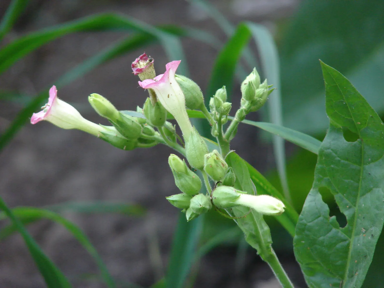 Smoking Tobacco (Nicotiana Tabacum) — This plant typically reaches heights of 3 to 6 feet