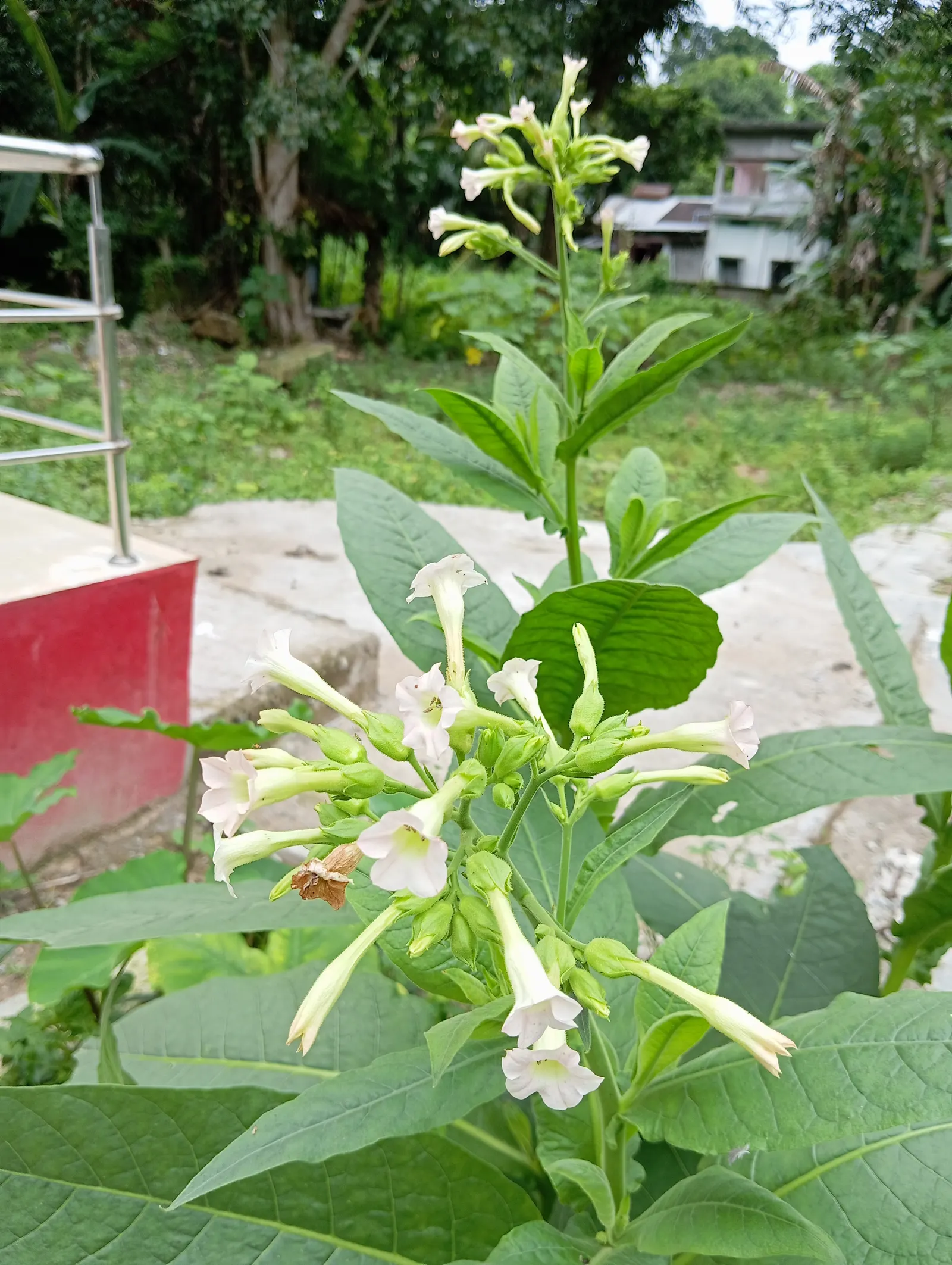Smoking Tobacco (Nicotiana Tabacum) — with a spread of 1 to 2 feet