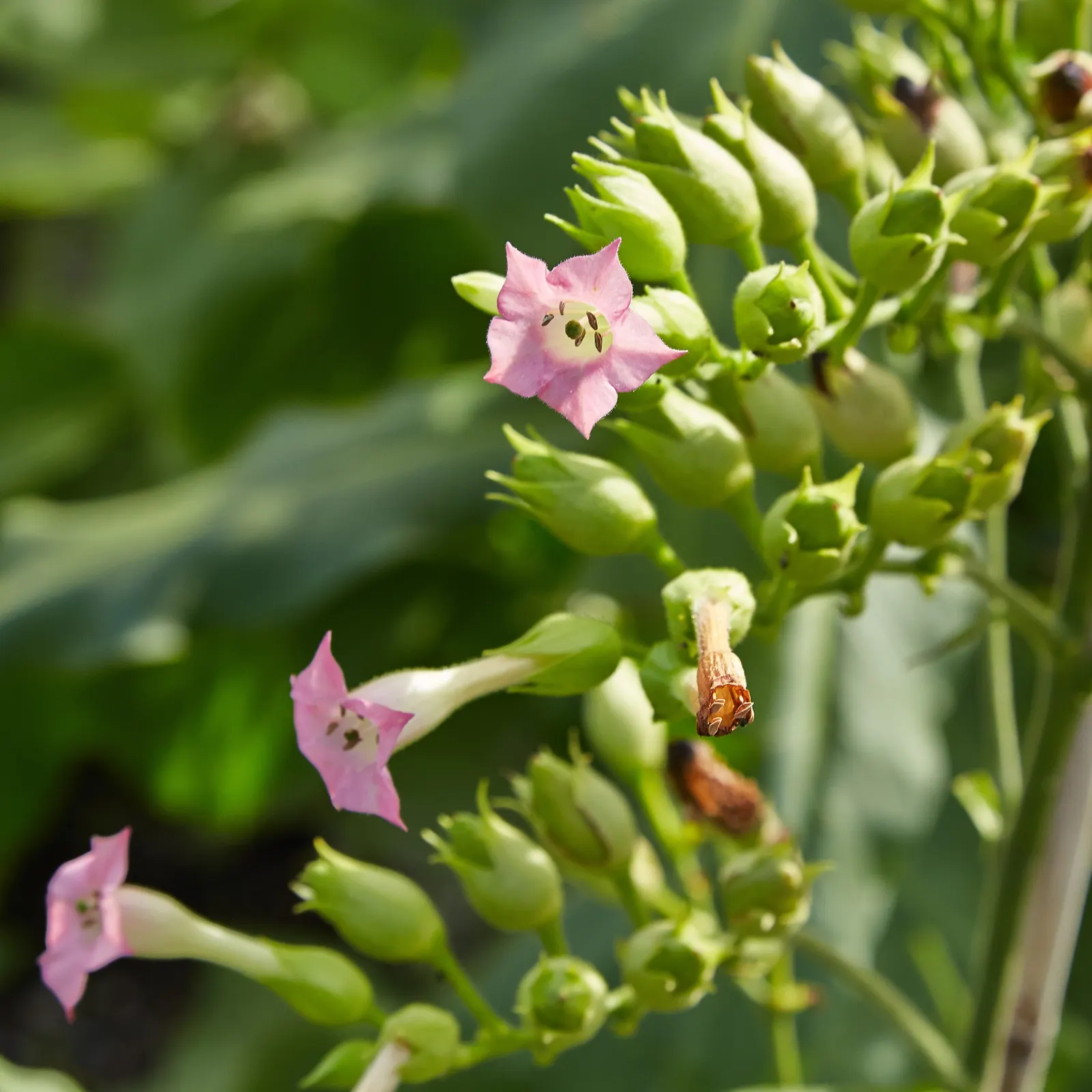 Smoking Tobacco (Nicotiana Tabacum) — Prefers full sun and well-drained soils, image 59