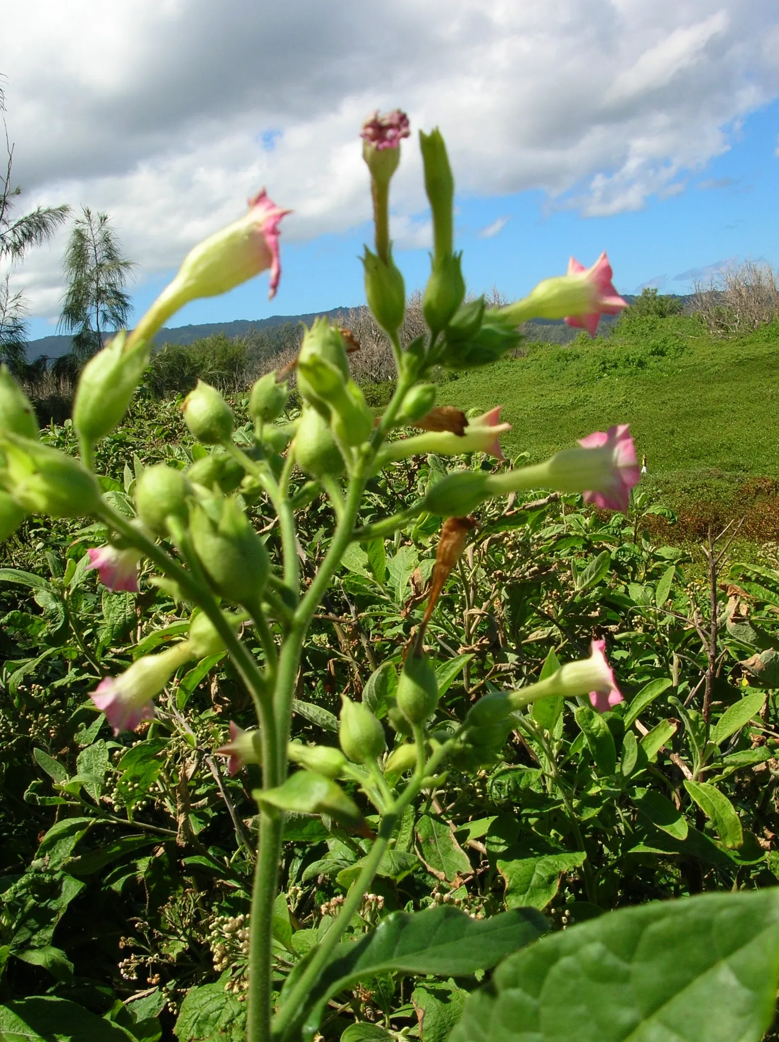 Smoking Tobacco (Nicotiana Tabacum) — Its large, lanceolate leaves, up to 24 inches in length, are harvested for their nicotine-rich properties; which can