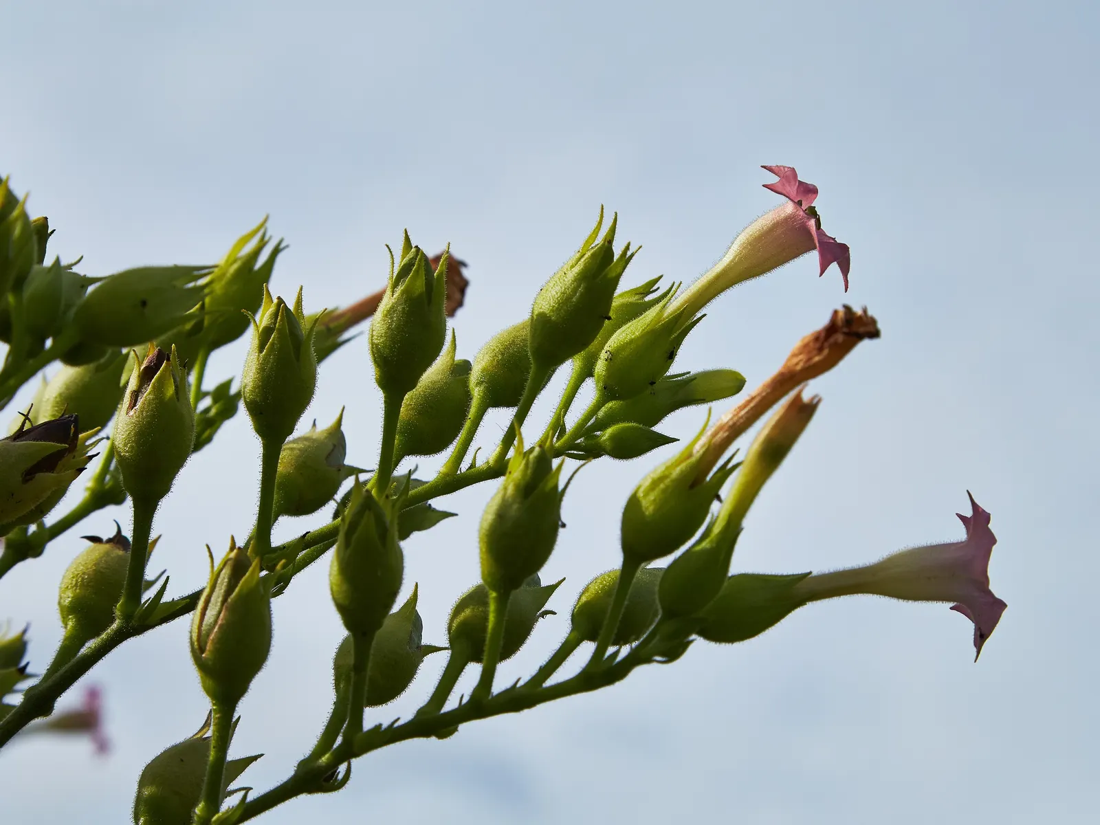 Smoking Tobacco (Nicotiana Tabacum) — is a perennial herbaceous plant hailing from the nightshade family