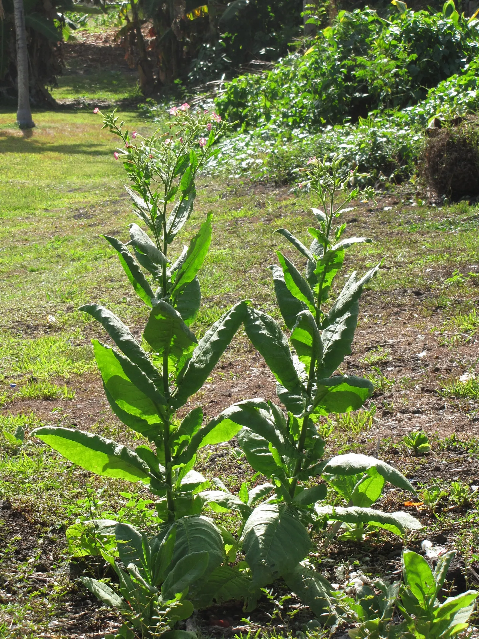 Smoking Tobacco (Nicotiana Tabacum) — it's important to be aware that all parts of the plant contain nicotine